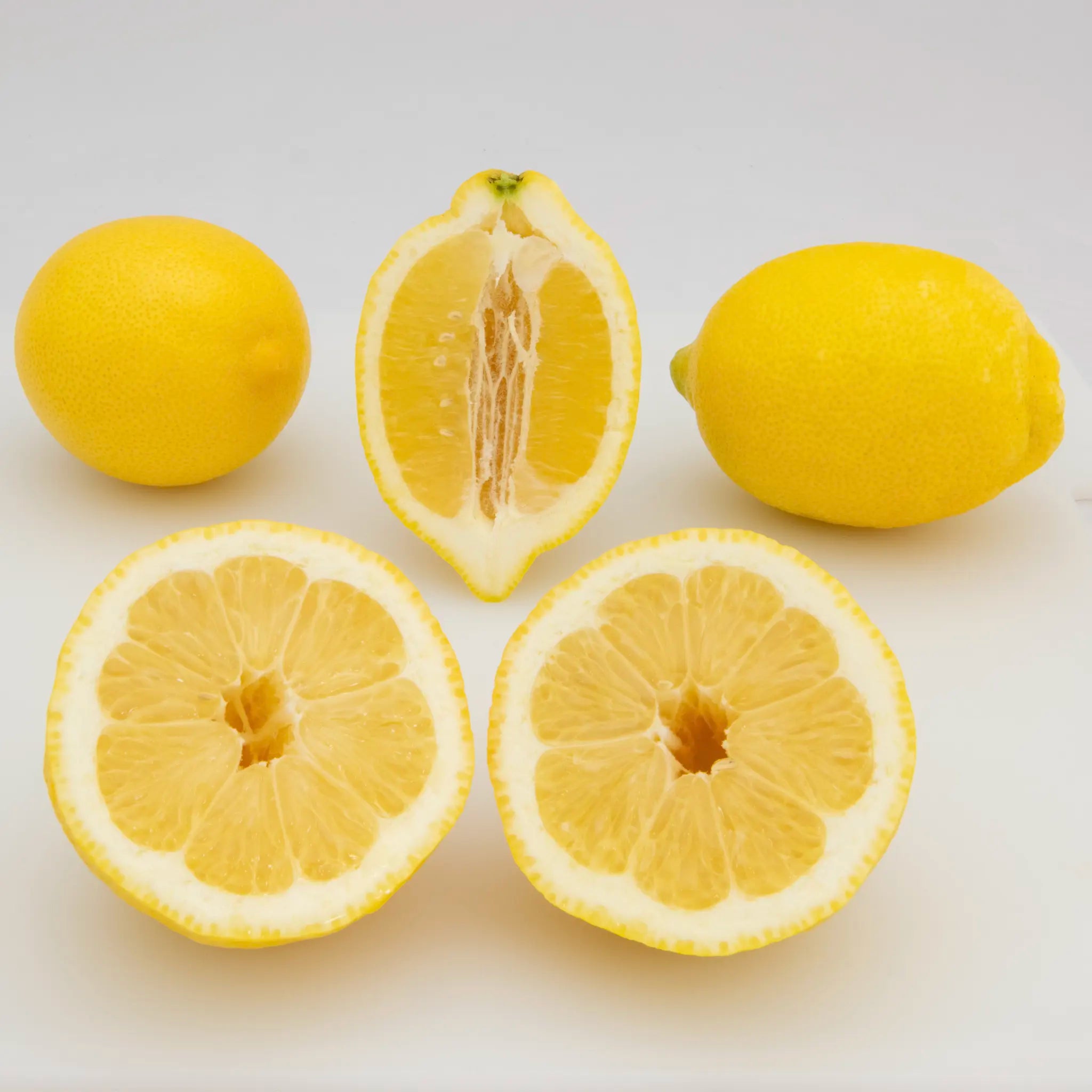 Amalfi Lemon Tree (Femminello Sfusato)