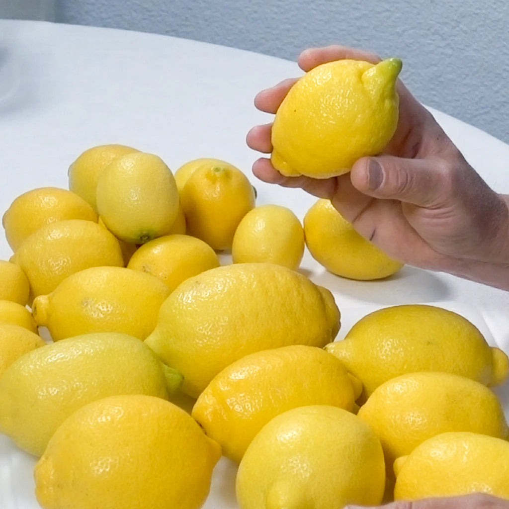 Amalfi Lemon Tree (Femminello Sfusato)