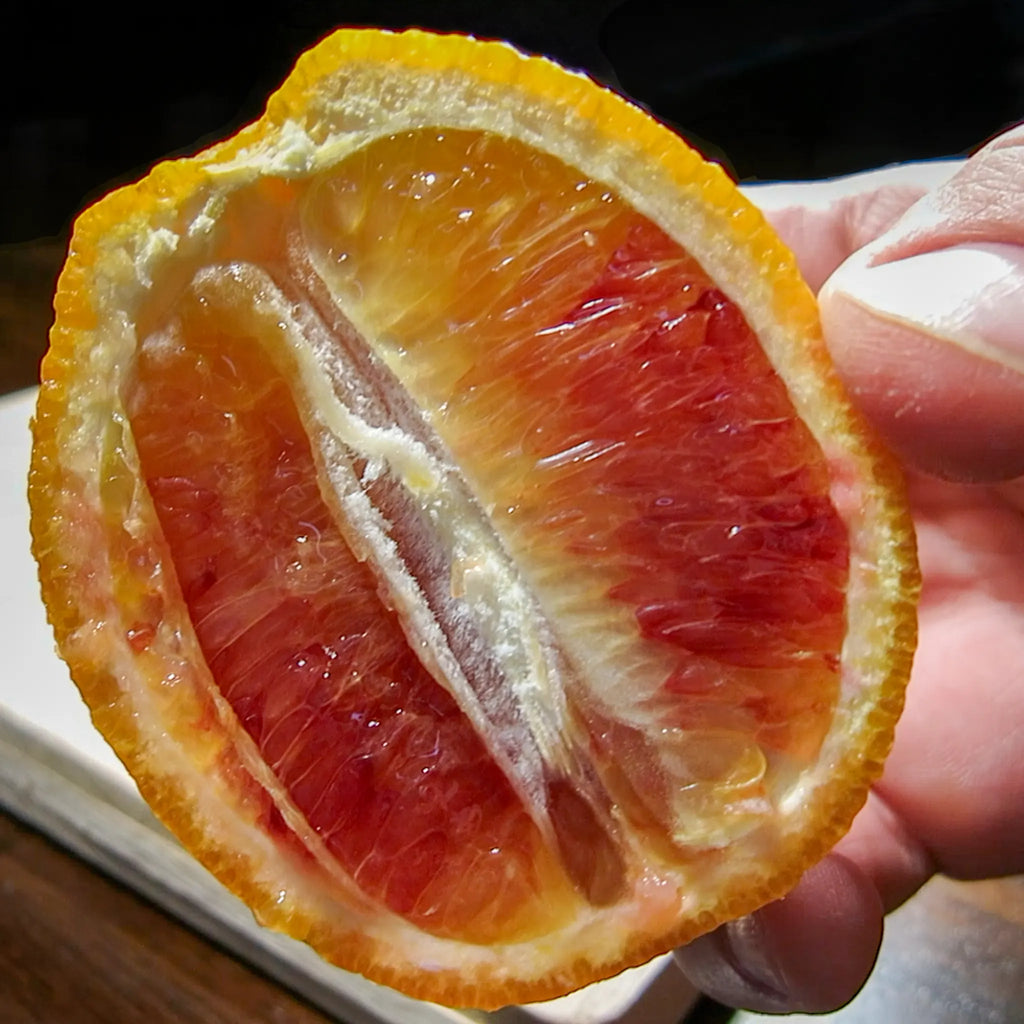 Boukhobza Maltese Blood Orange Tree