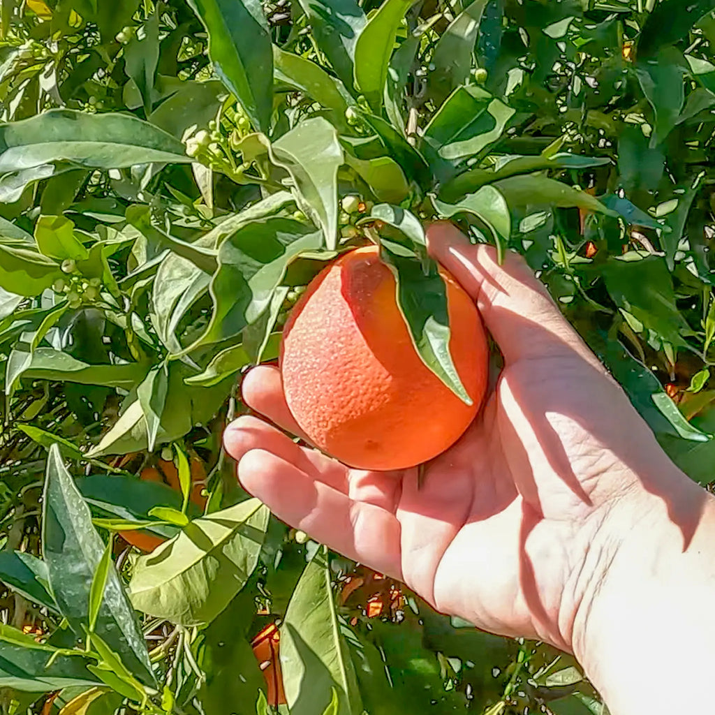 Boukhobza Maltese Blood Orange Tree