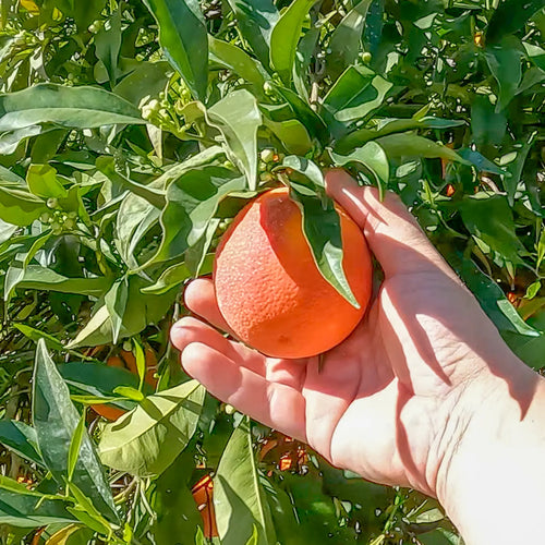 Boukhobza Maltese Blood Orange Tree