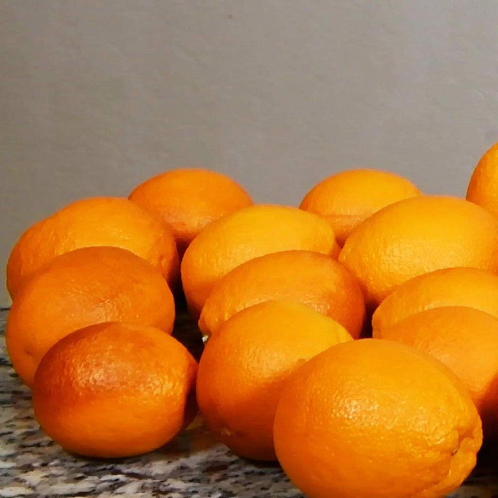 Boukhobza Maltese Blood Orange Tree