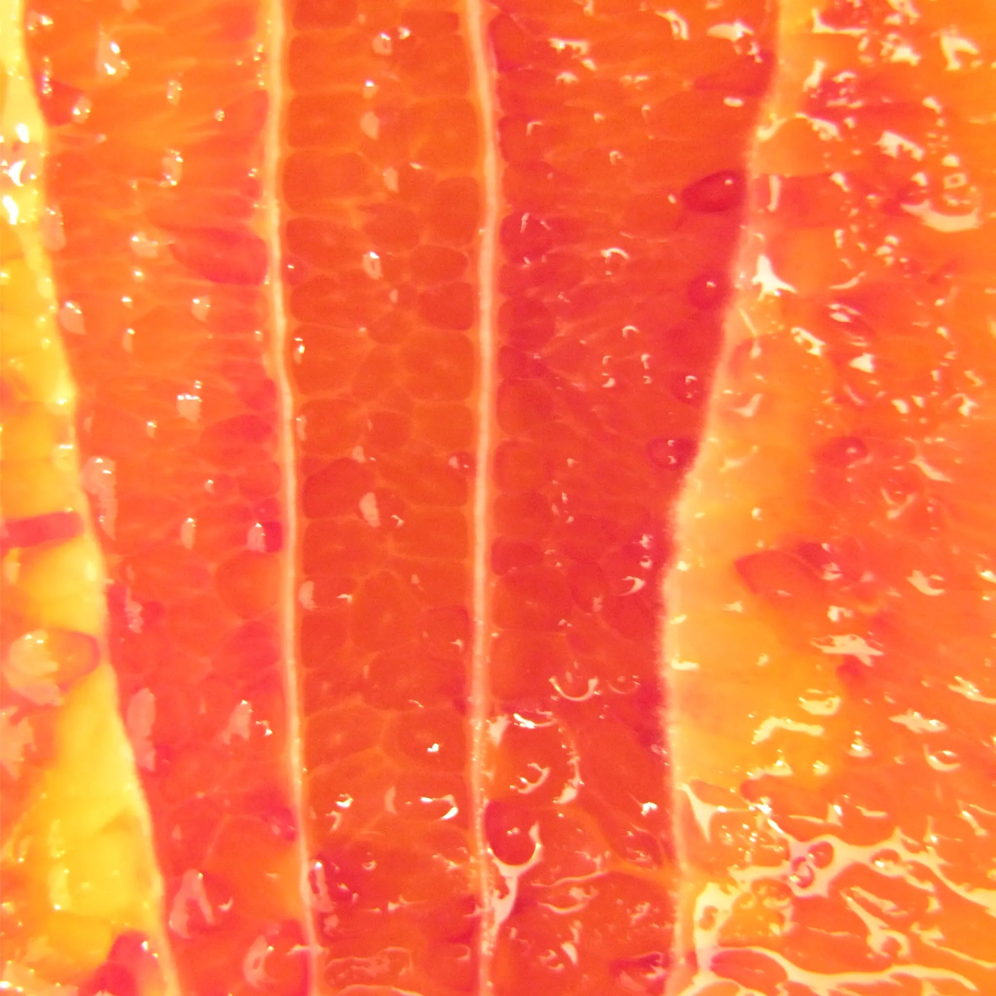 Boukhobza Maltese Blood Orange Tree