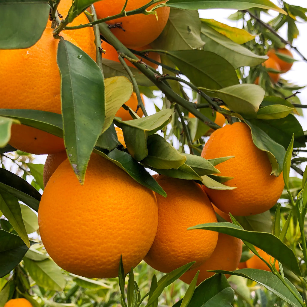Boukhobza Maltese Blood Orange Tree