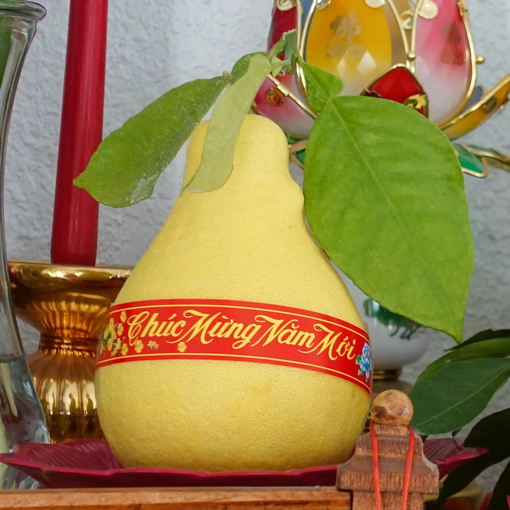Buoi Oi Tree (Vietnamese Pummelo)