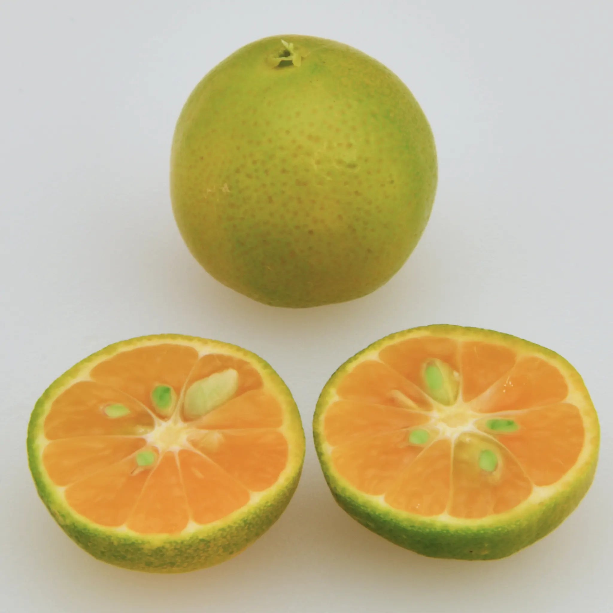 Calamansi Tree