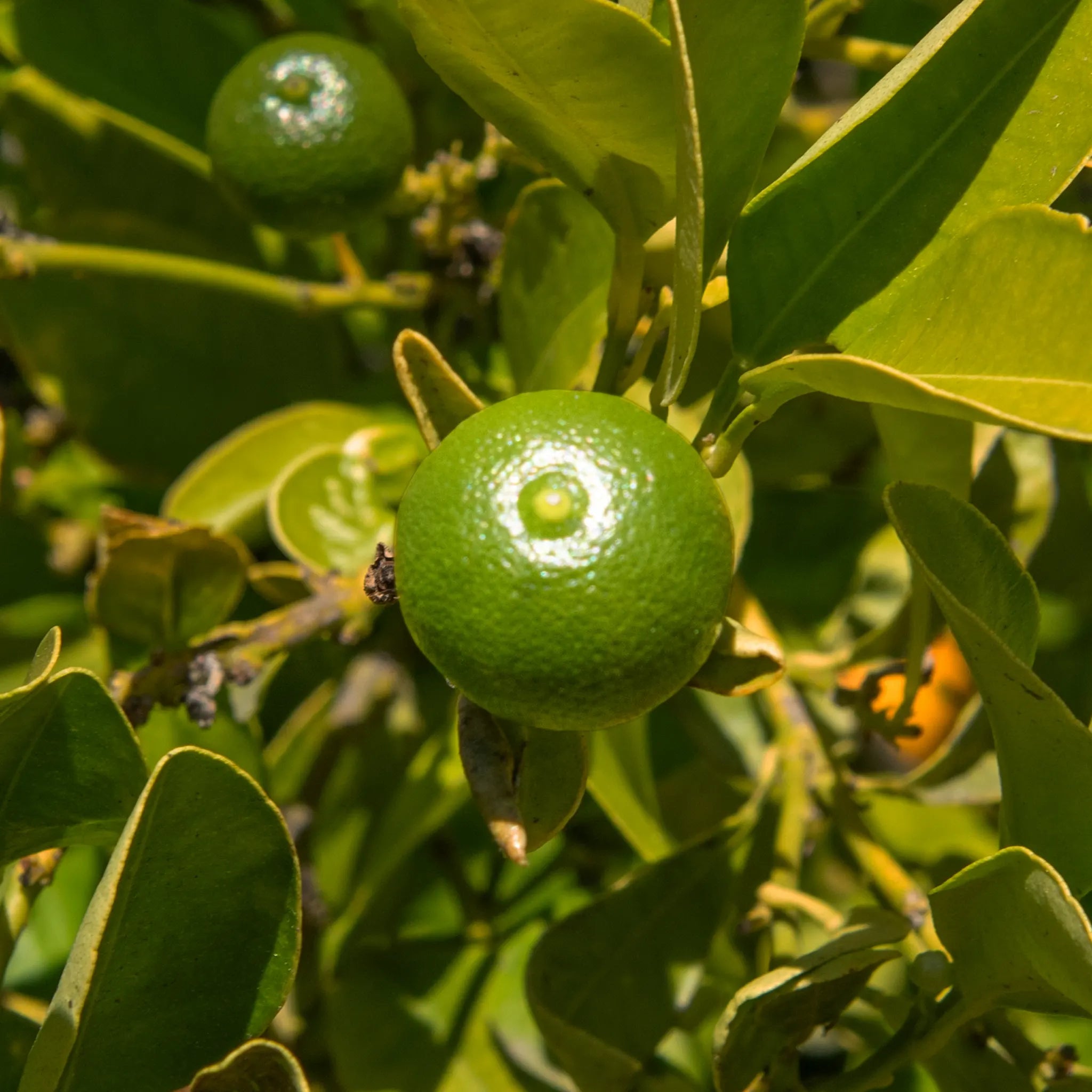 Calamansi Tree