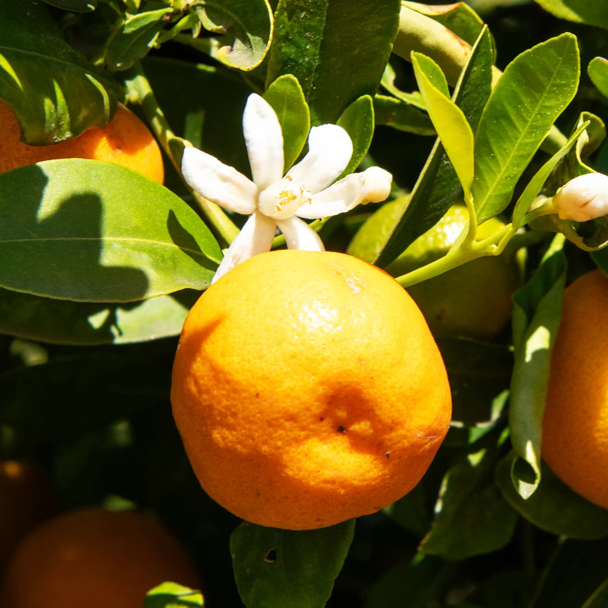 Calamansi Tree
