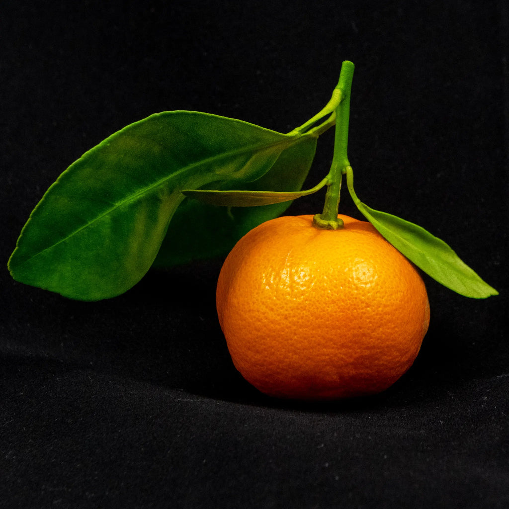 Calamansi Tree