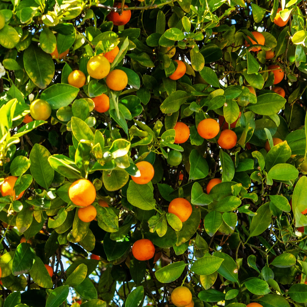 Calamansi Tree
