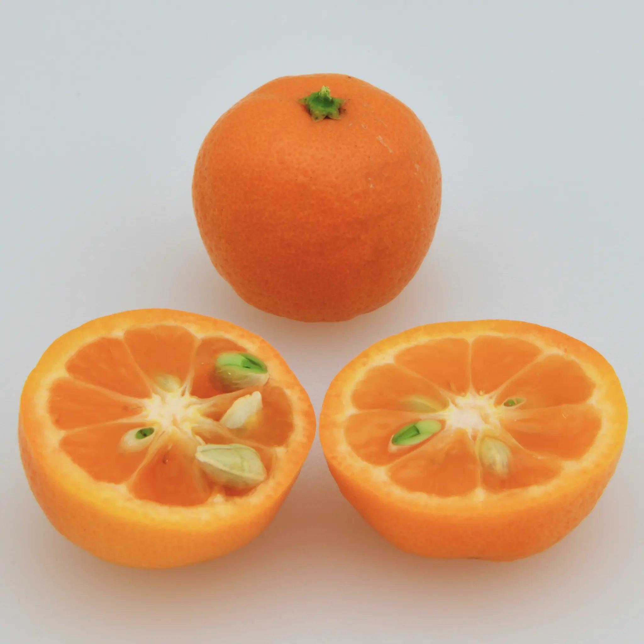 Calamansi Tree
