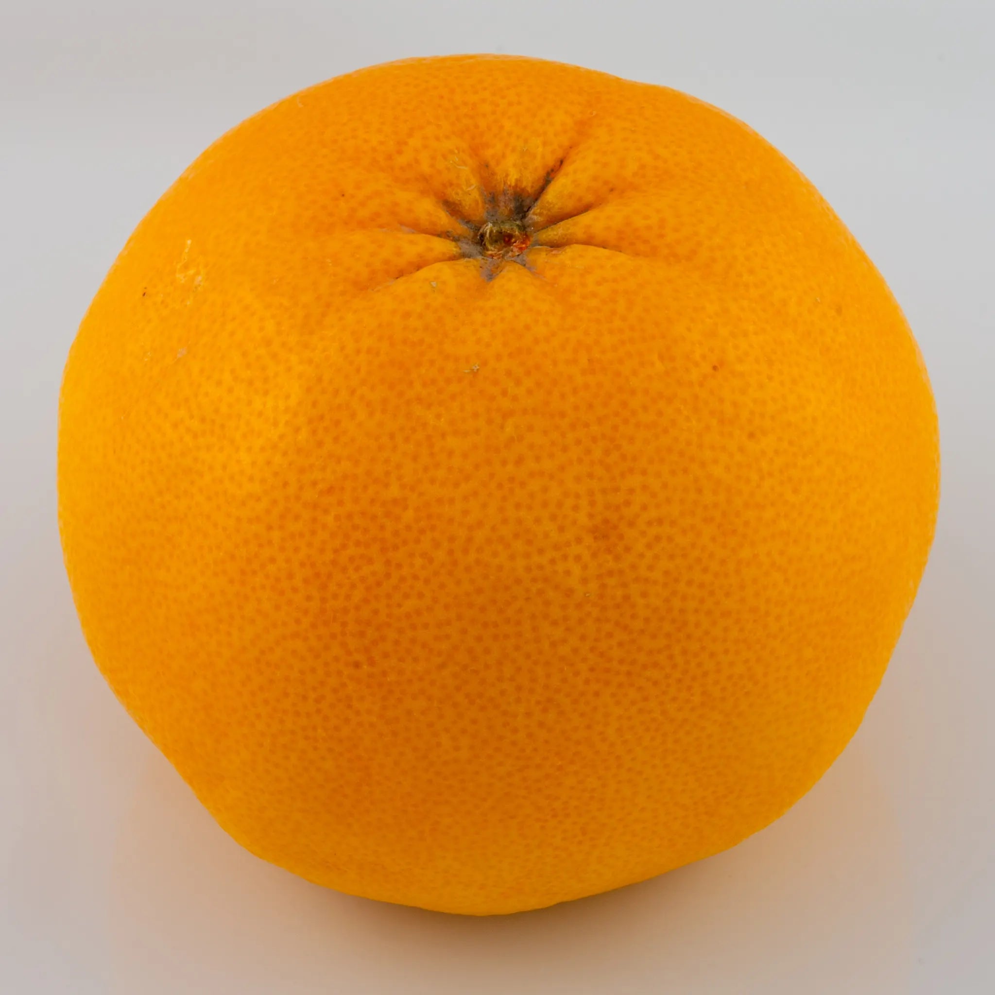 Cocktail Pummelo Hybrid Tree