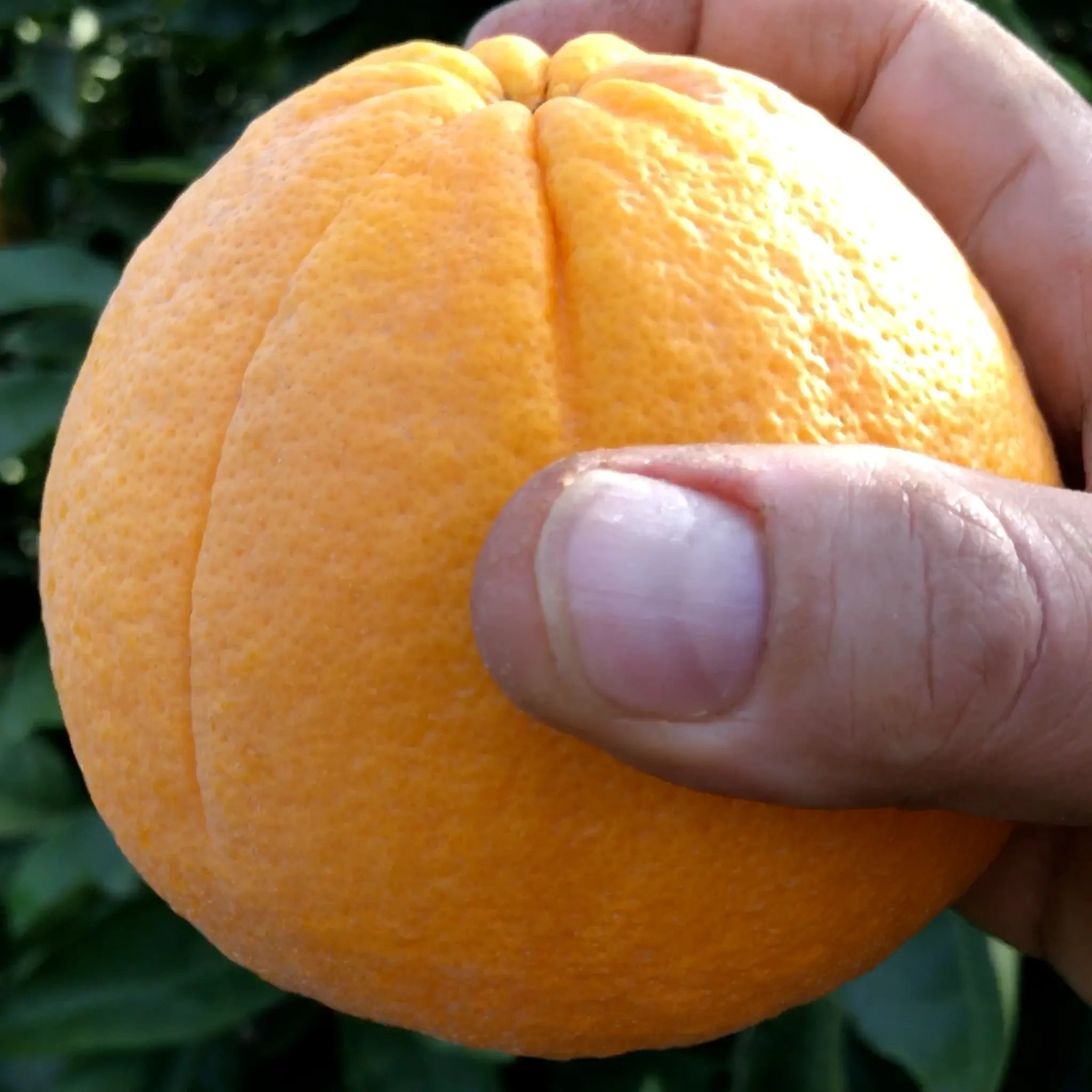 Cocktail Pummelo Hybrid Tree