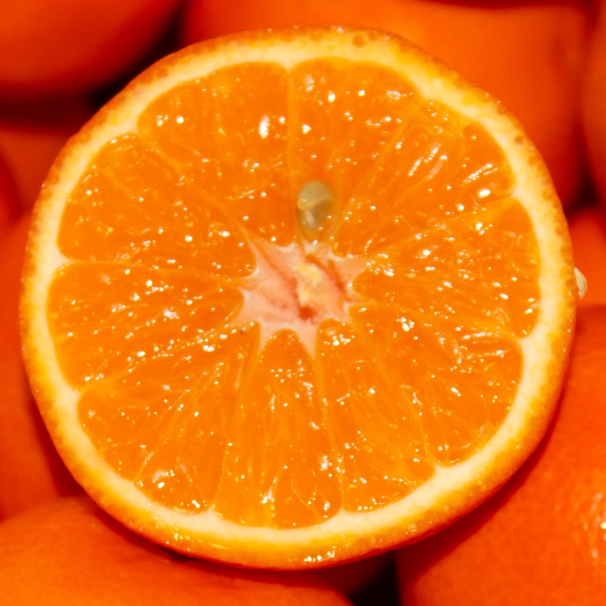 Daisy SL Mandarin Orange Tree