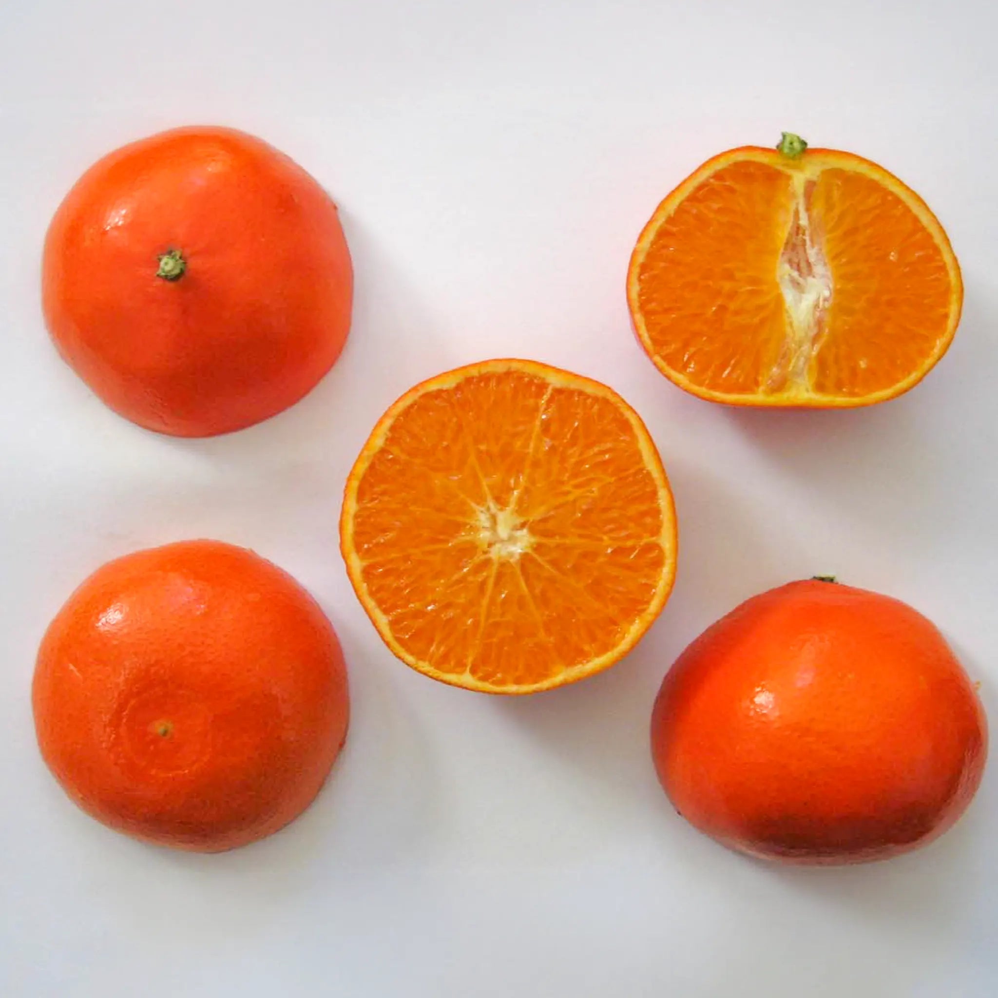 Daisy SL Mandarin Orange Tree