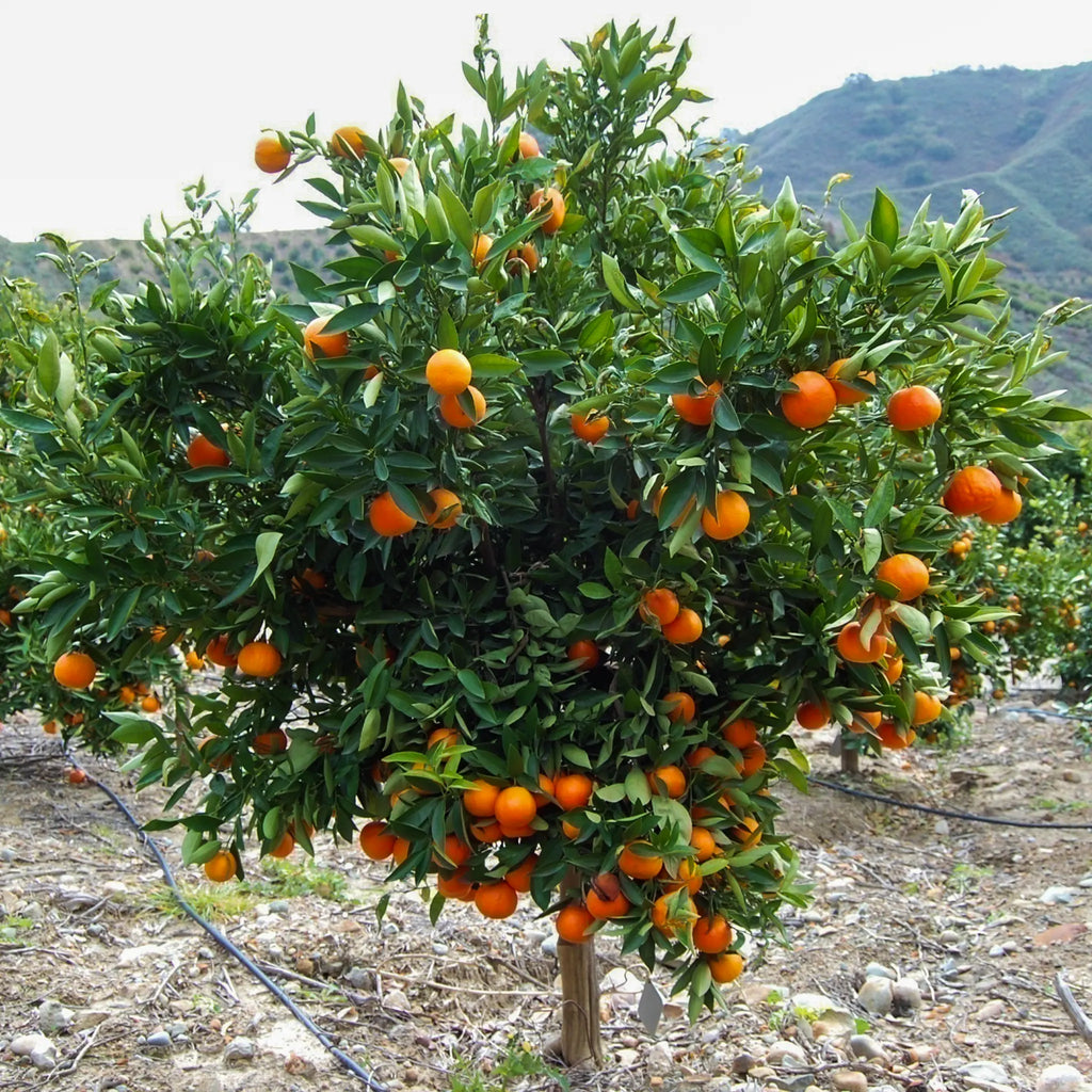 Daisy SL Mandarin Orange Tree