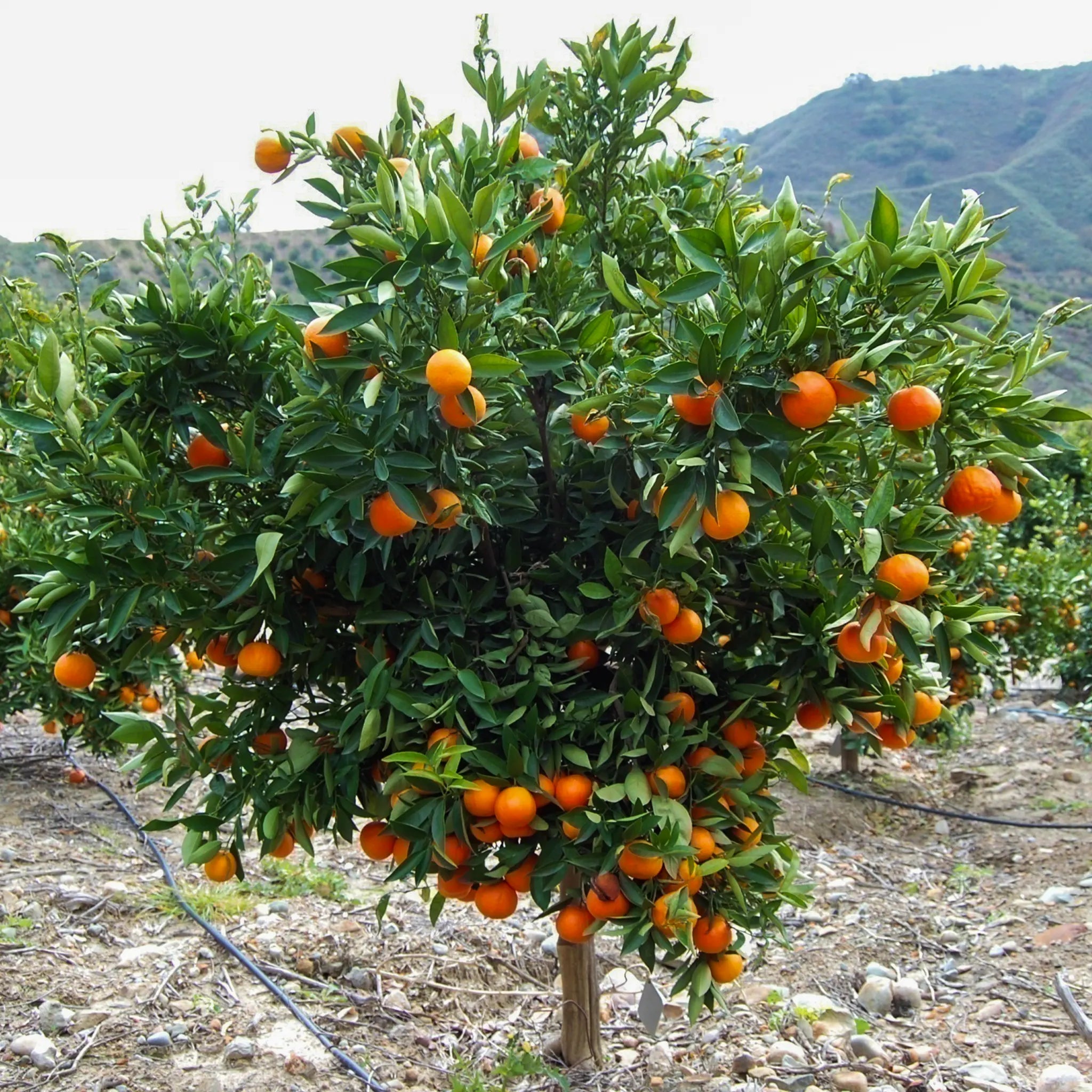 Daisy SL Mandarin Orange Tree