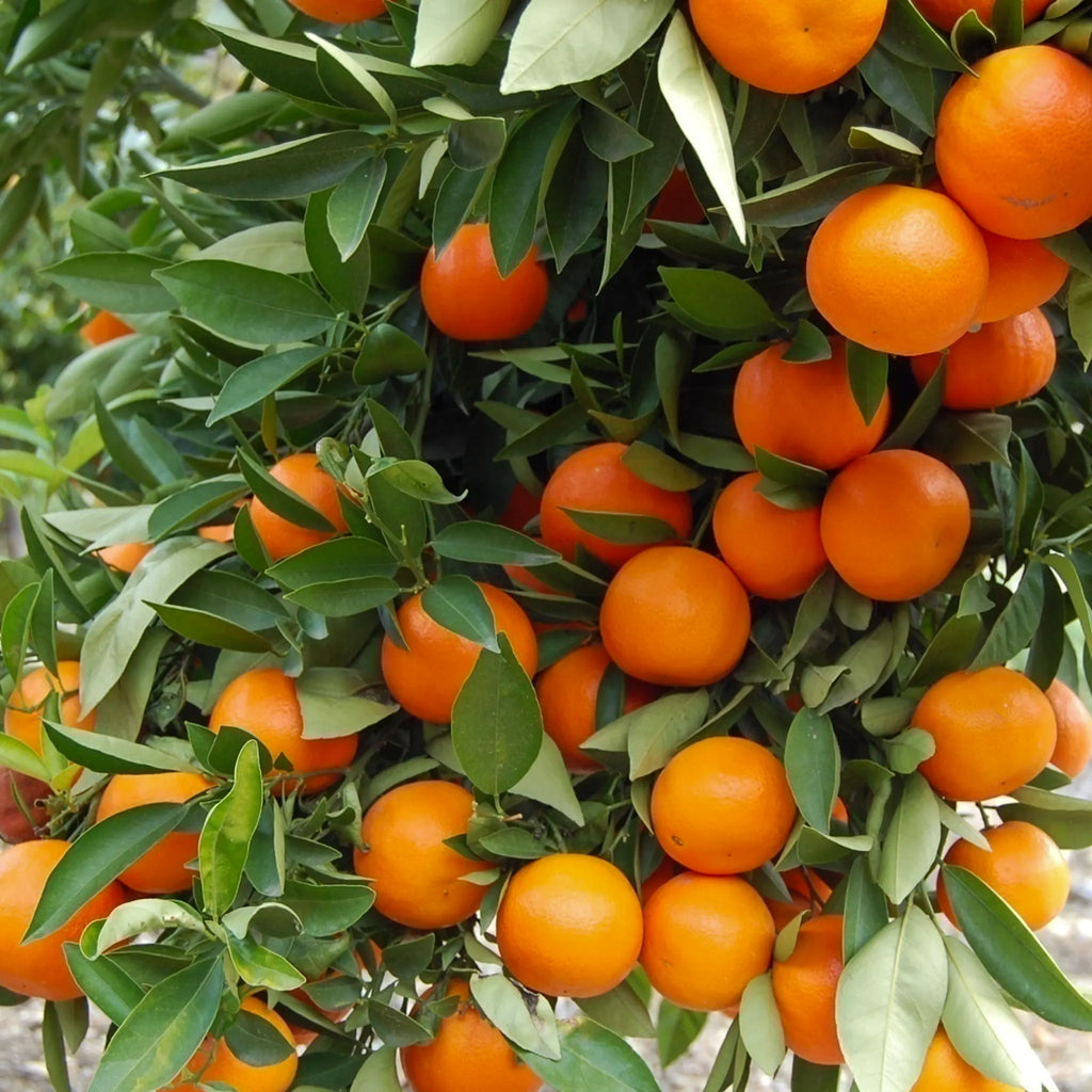 Daisy SL Mandarin Orange Tree