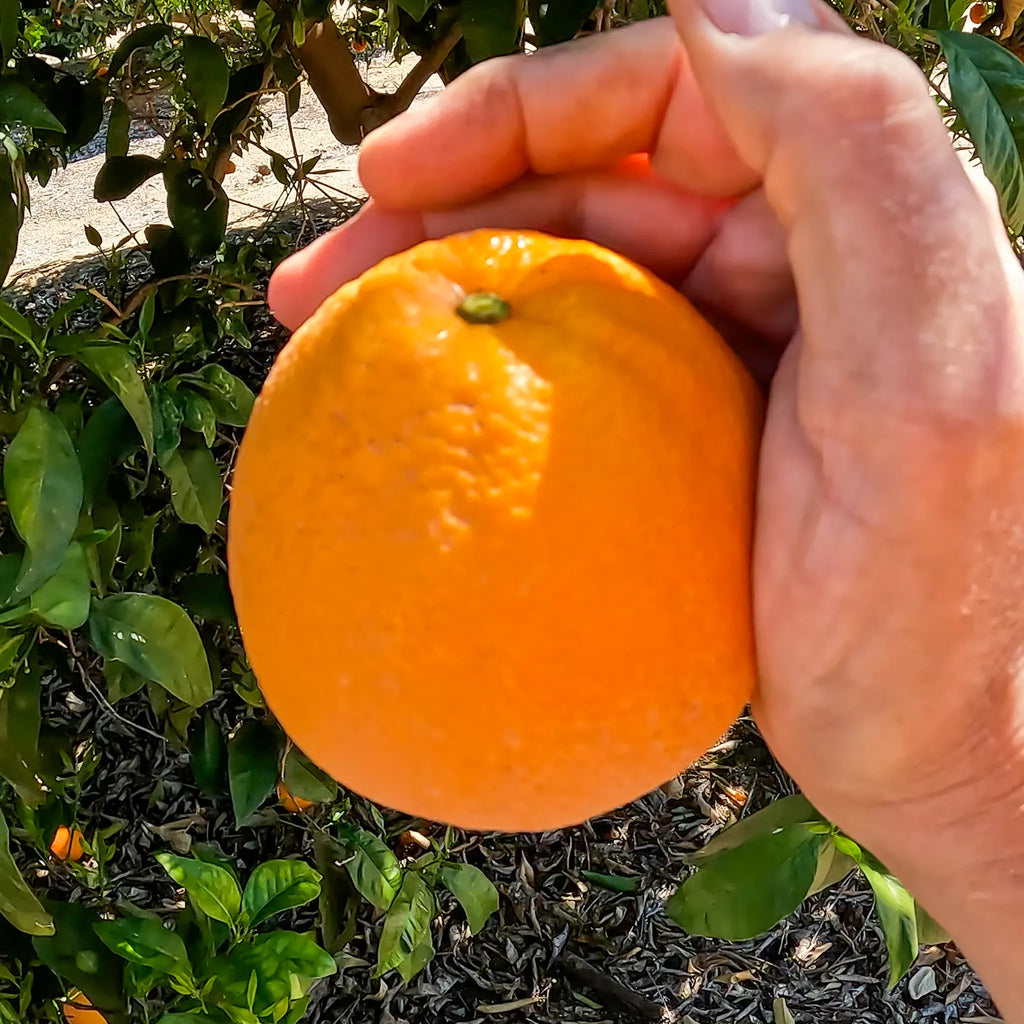Fukumoto Navel Orange Tree