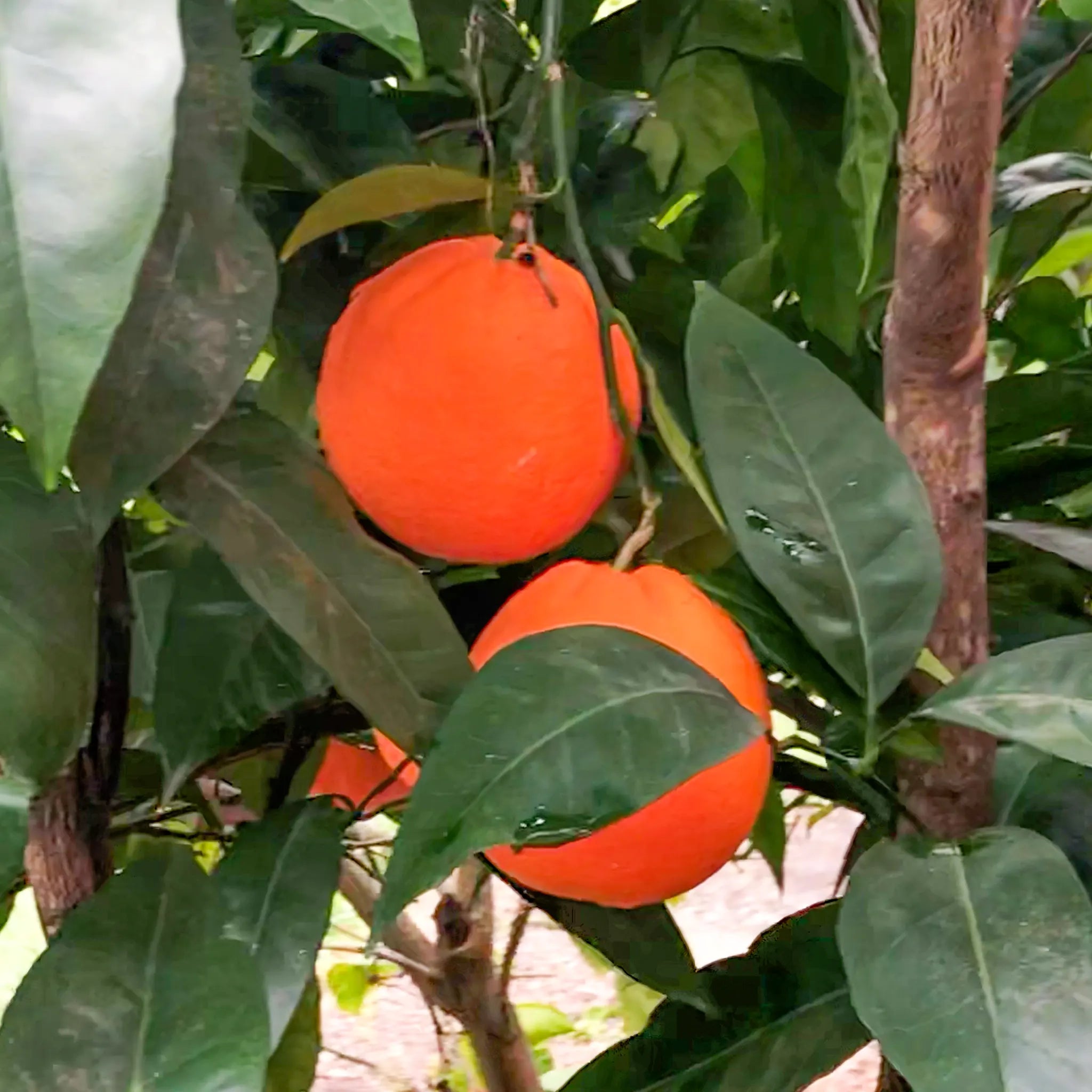 Fukumoto Navel Orange Tree
