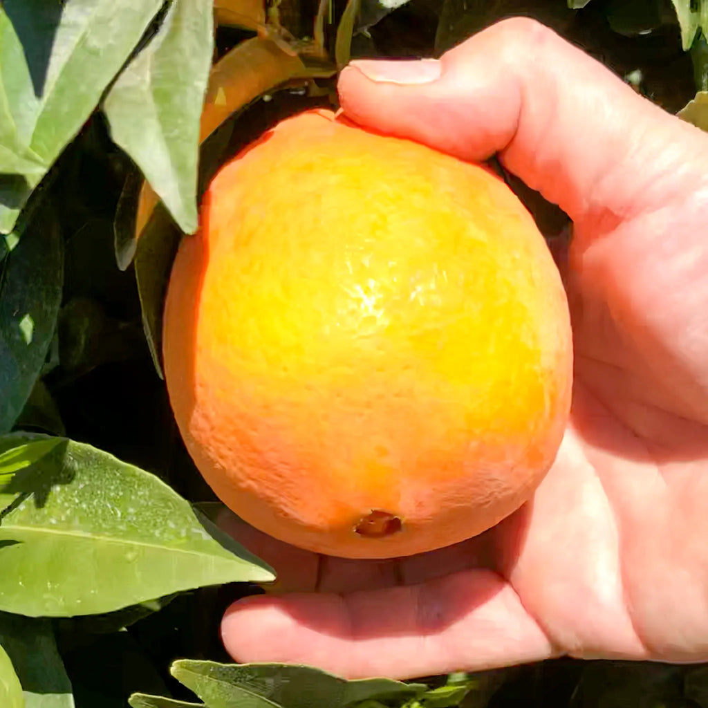 Fukumoto Navel Orange Tree