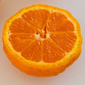 Gold Nugget Mandarin Orange Tree
