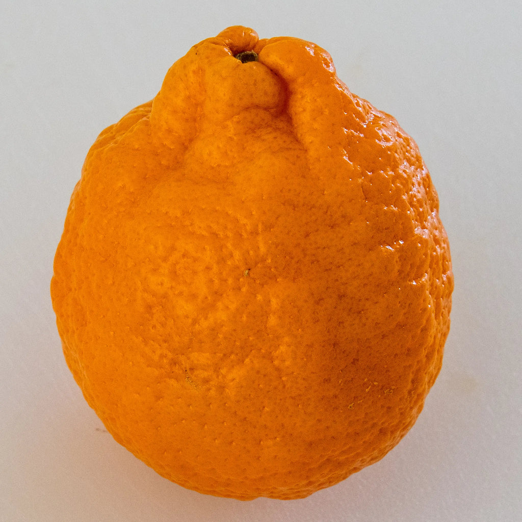 Gold Nugget Mandarin Orange Tree