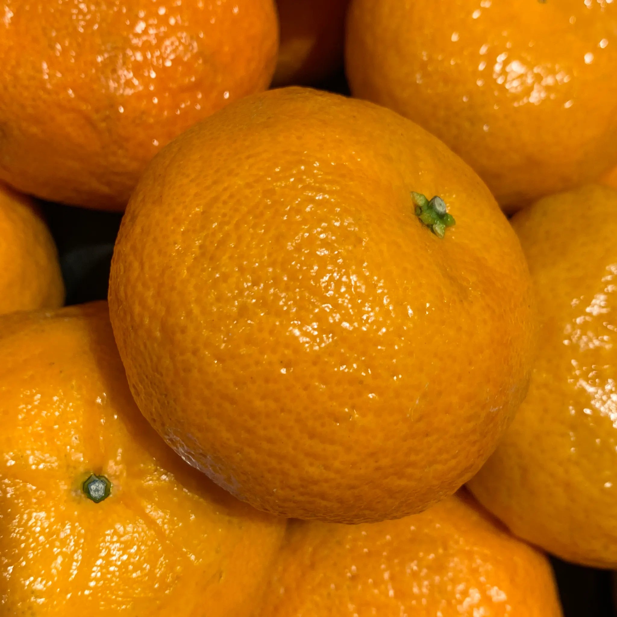Gold Nugget Mandarin Orange Tree