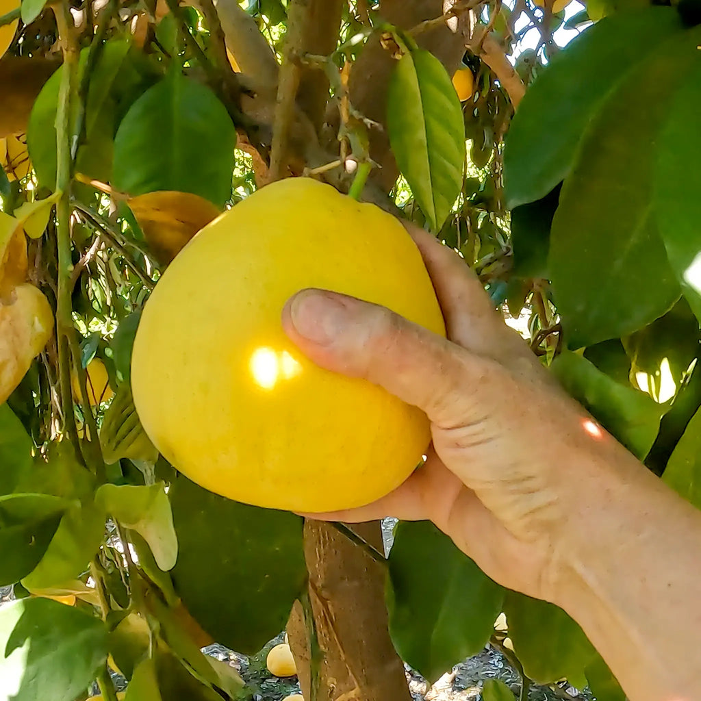 Melogold Grapefruit Hybrid Tree