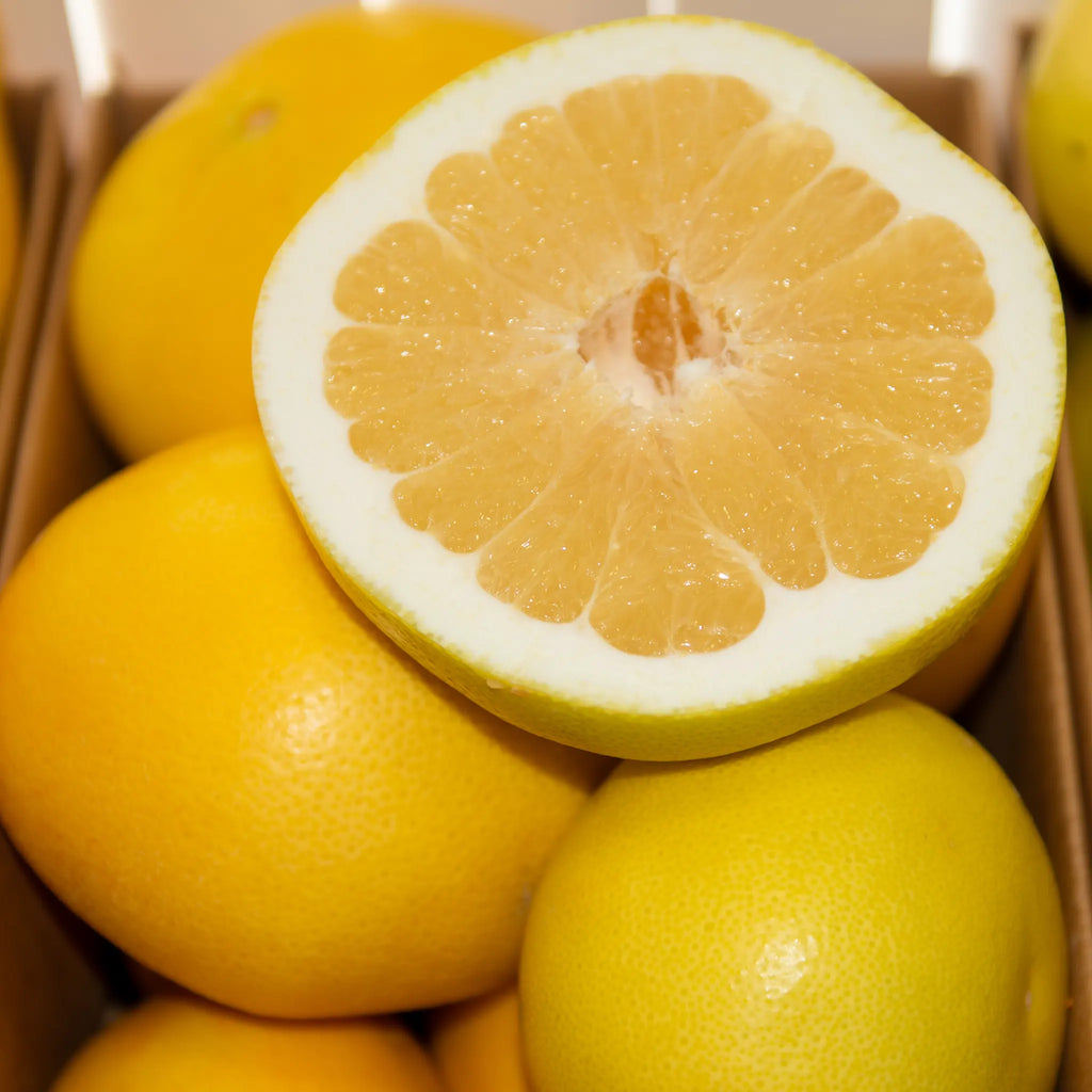 Melogold Grapefruit Hybrid Tree