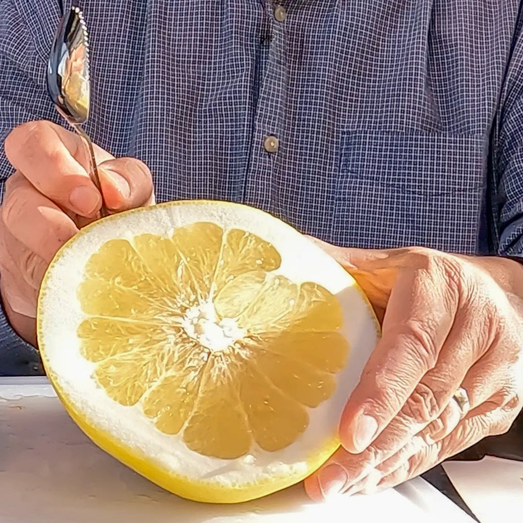 Melogold Grapefruit Hybrid Tree