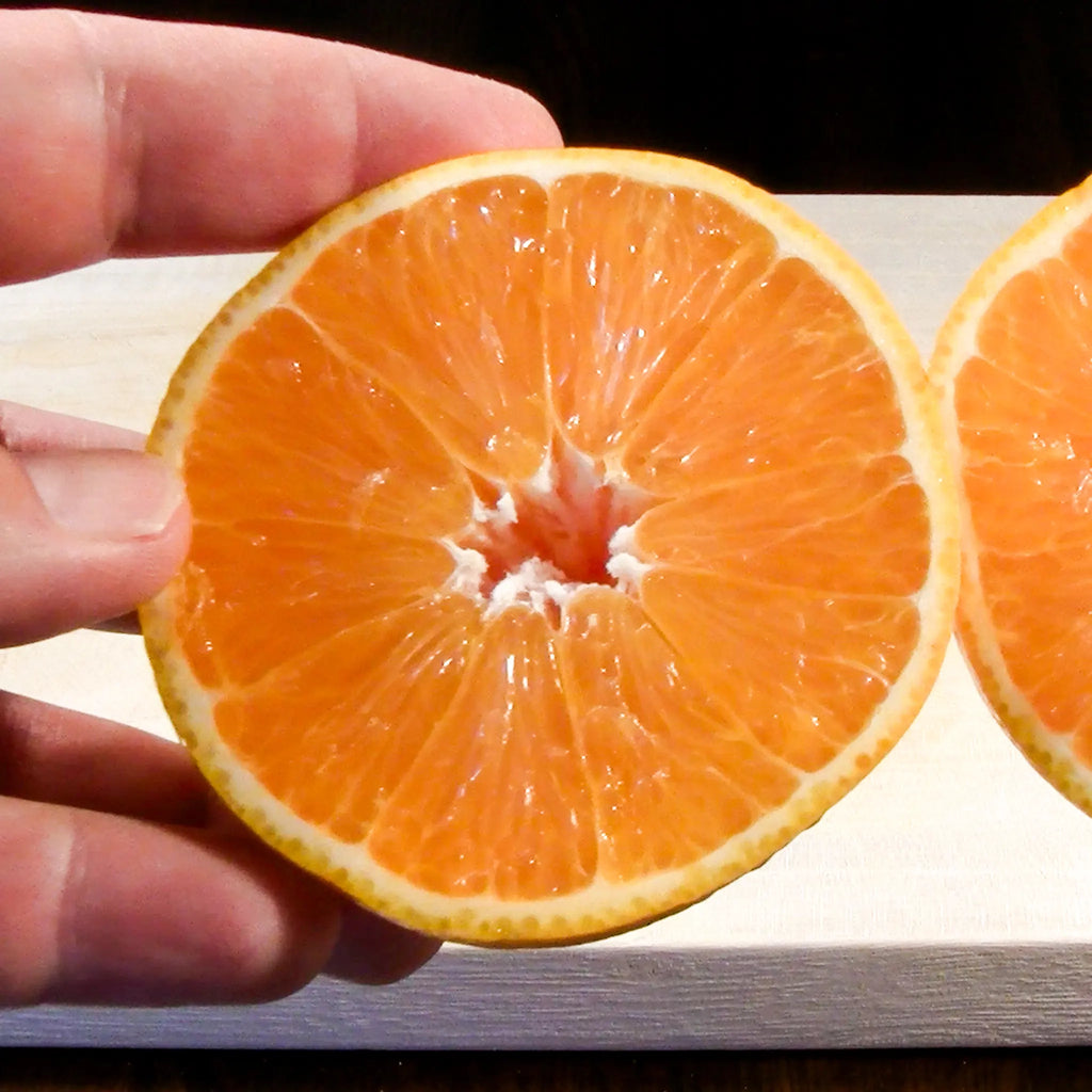 Midknight Seedless Valencia Orange Tree