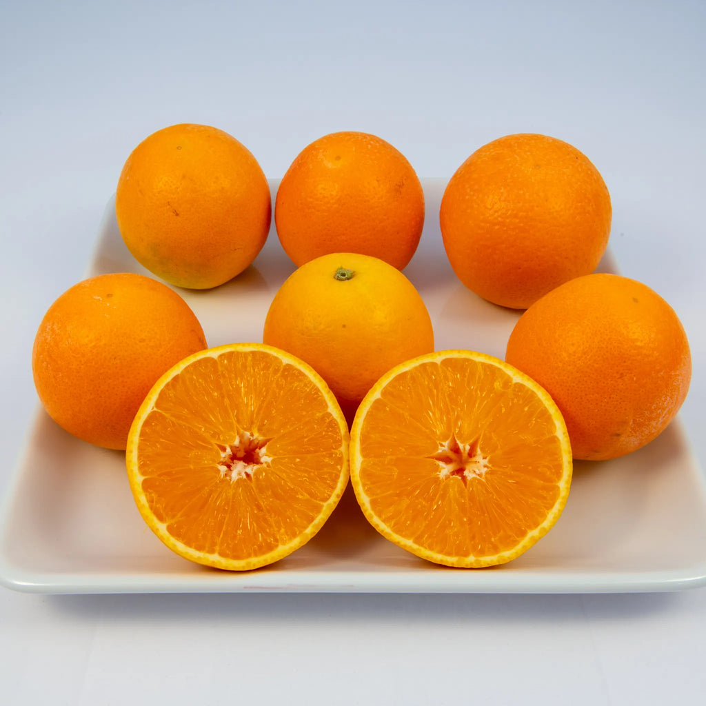 Midknight Seedless Valencia Orange Tree