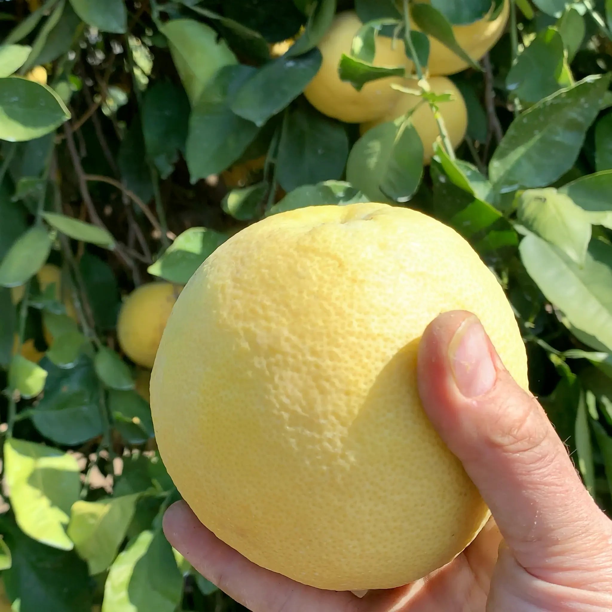 Oroblanco Grapefruit Hybrid Tree