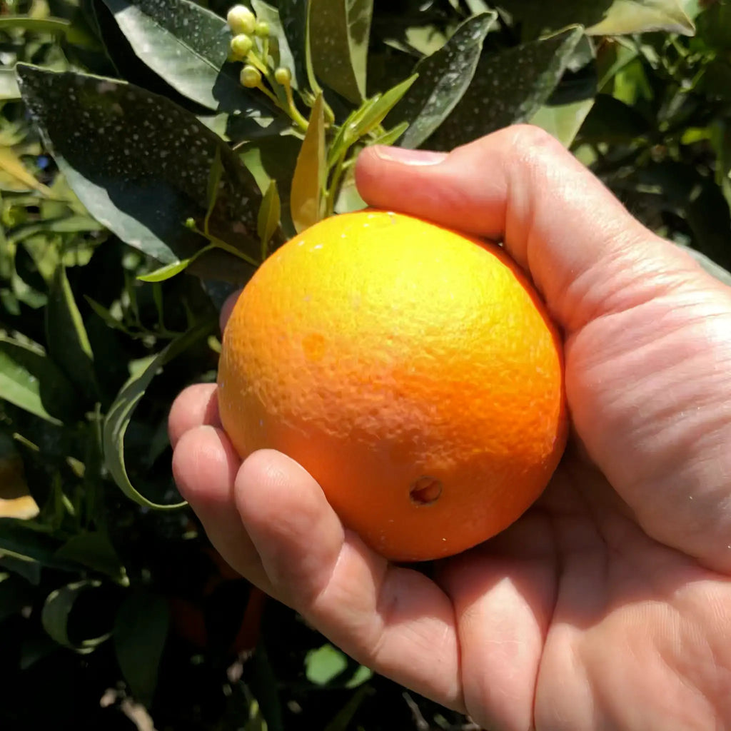 Parent Washington Navel Orange Tree