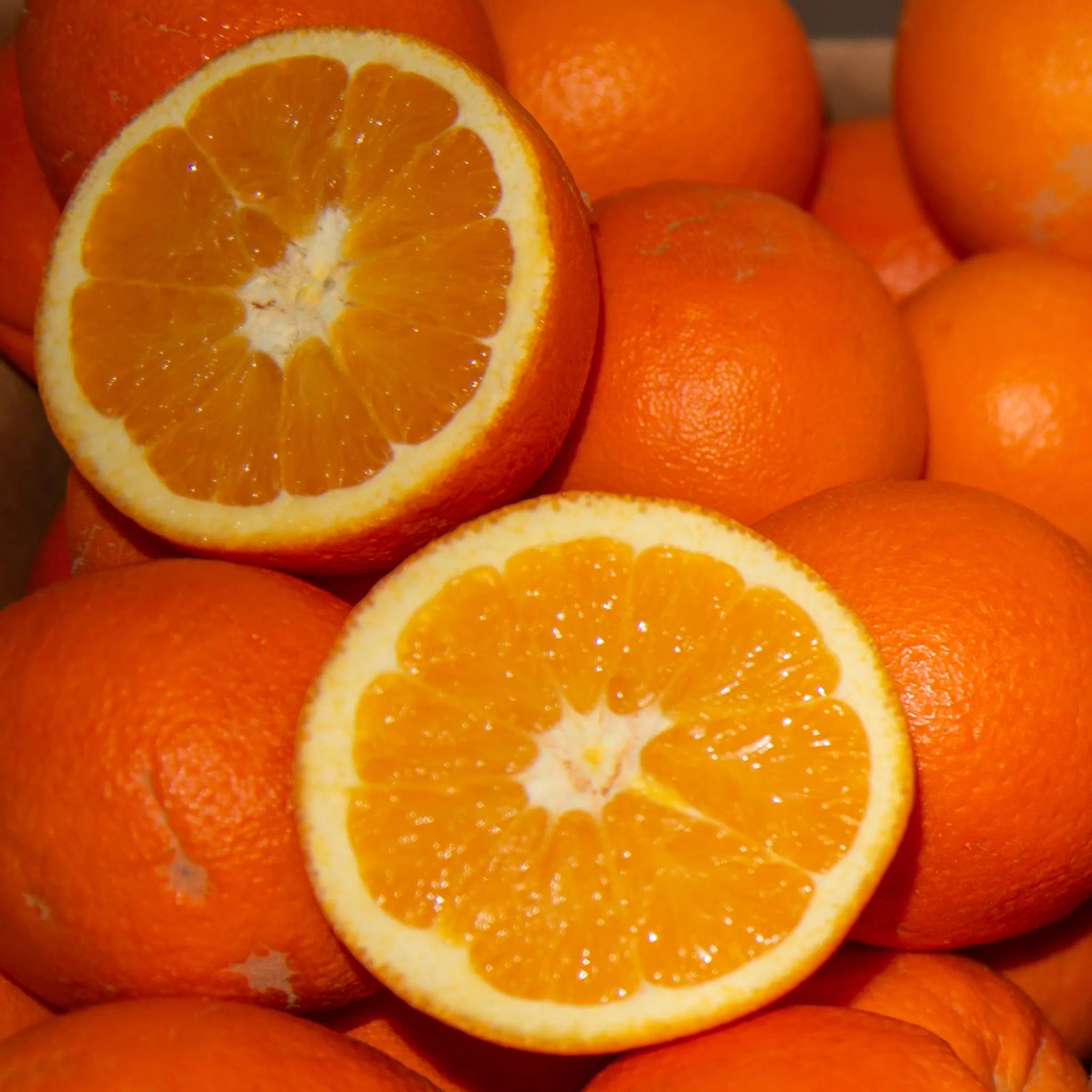 Parent Washington Navel Orange Tree