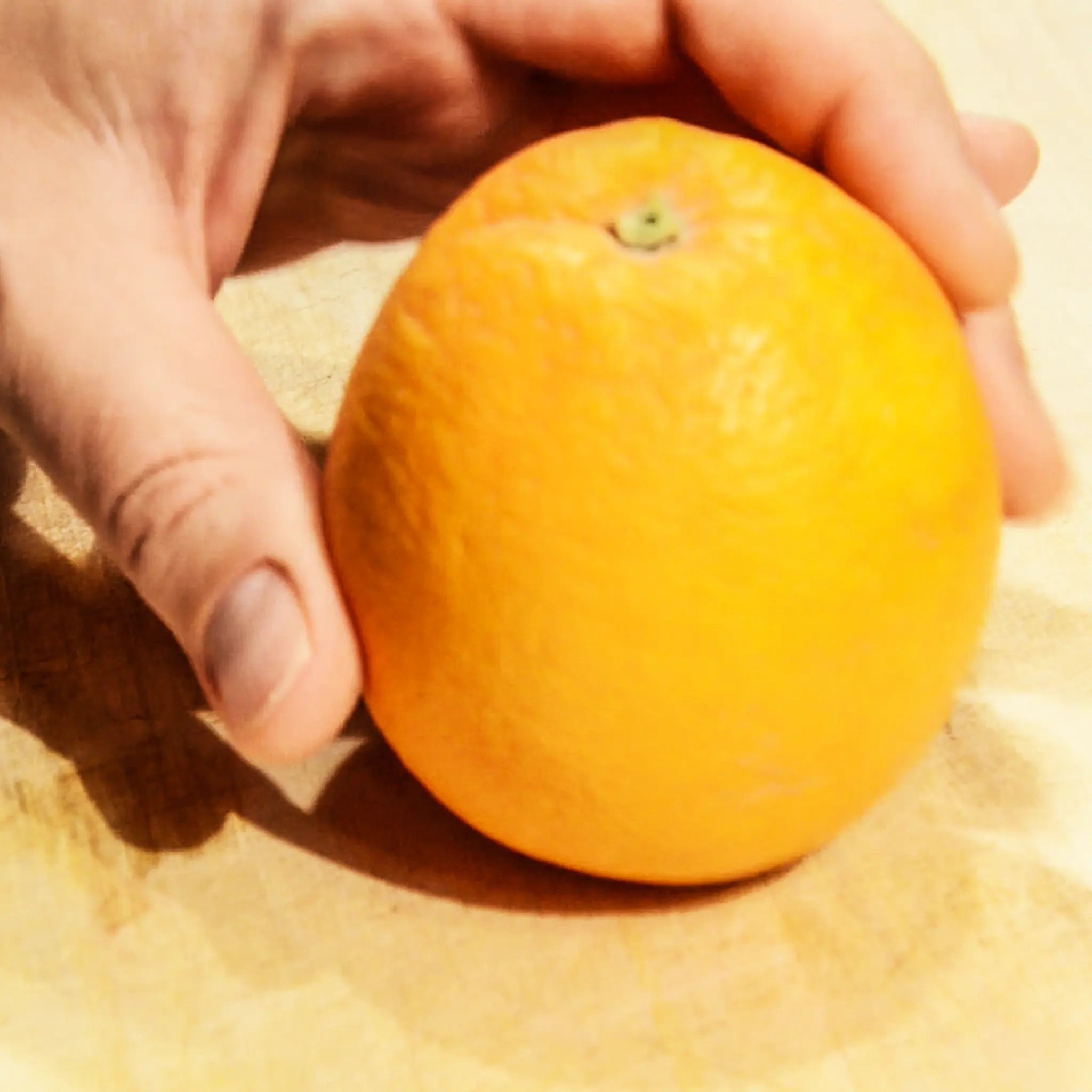 Parent Washington Navel Orange Tree