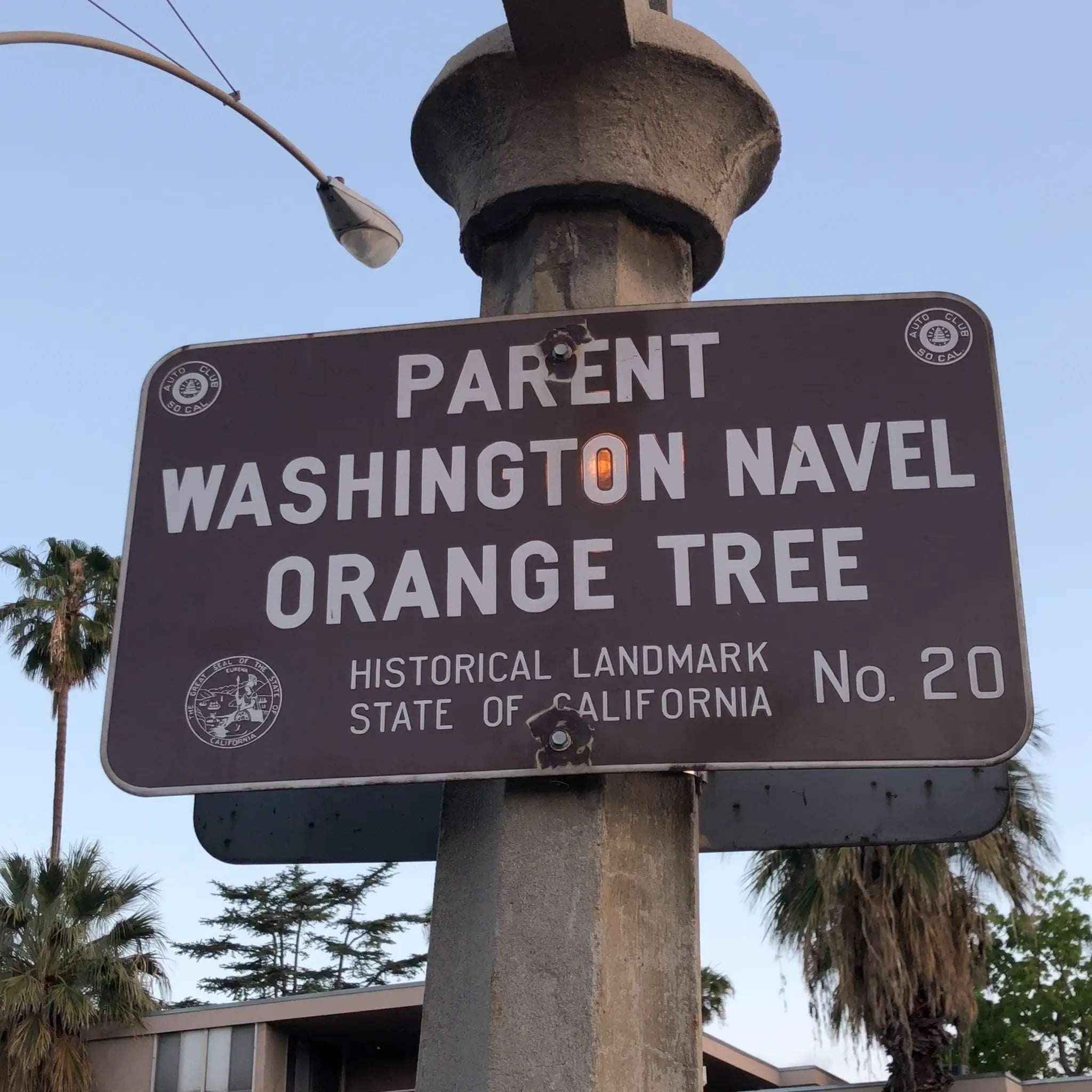 Parent Washington Navel Orange Tree