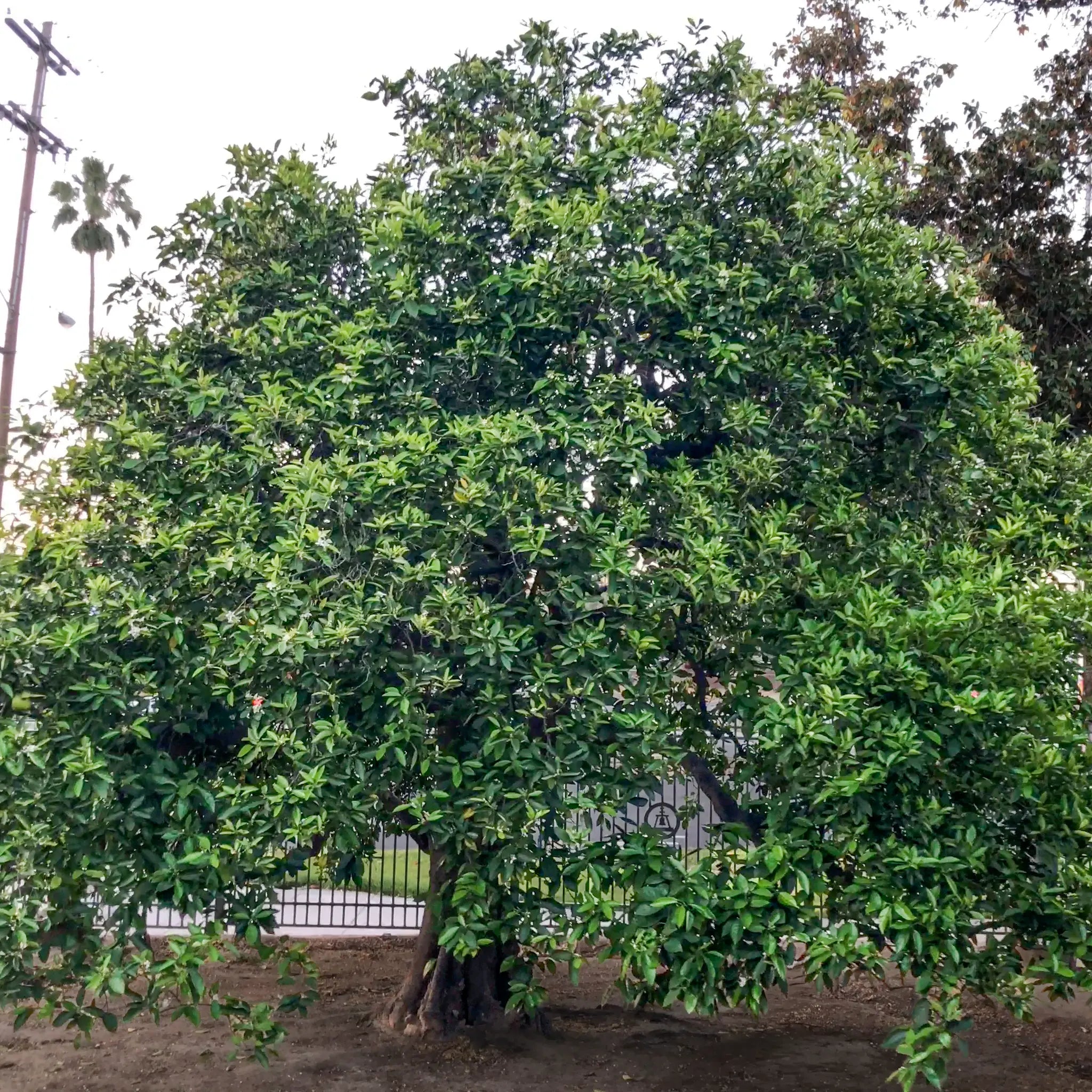 Parent Washington Navel Orange Tree