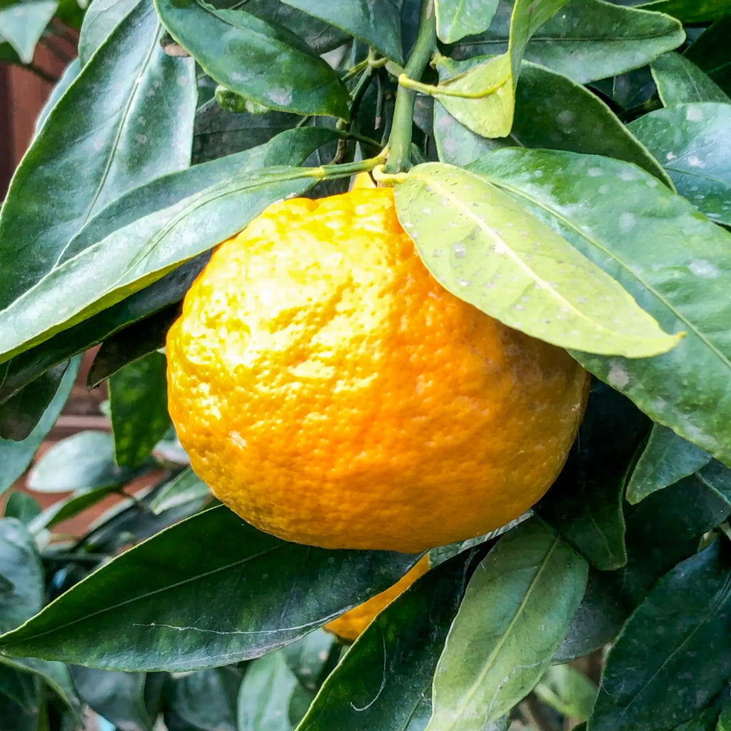 Pixie Mandarin Orange Tree