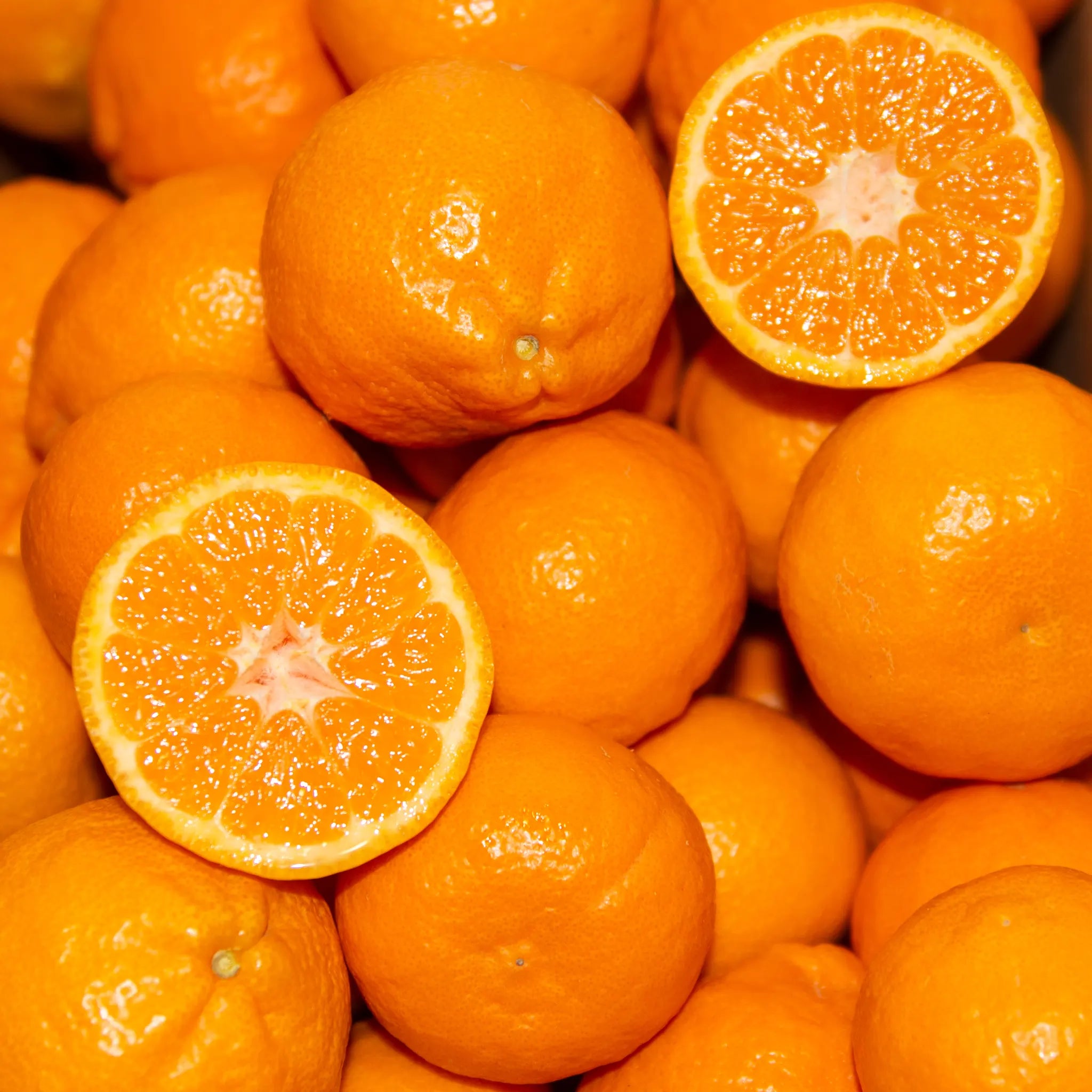 Pixie Mandarin Orange Tree