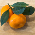 Seedless Kishu Mandarin Orange Tree