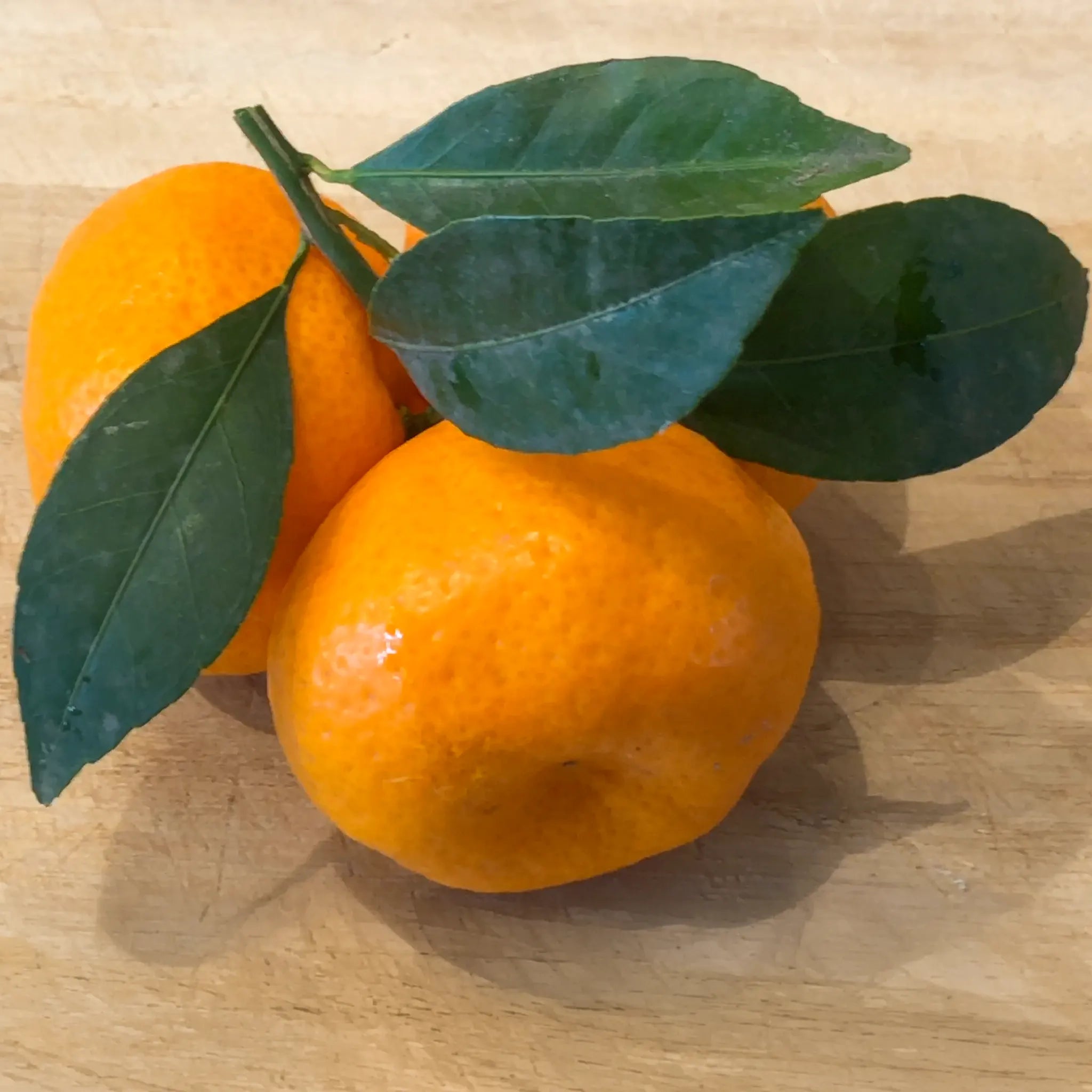 Seedless Kishu Mandarin Orange Tree