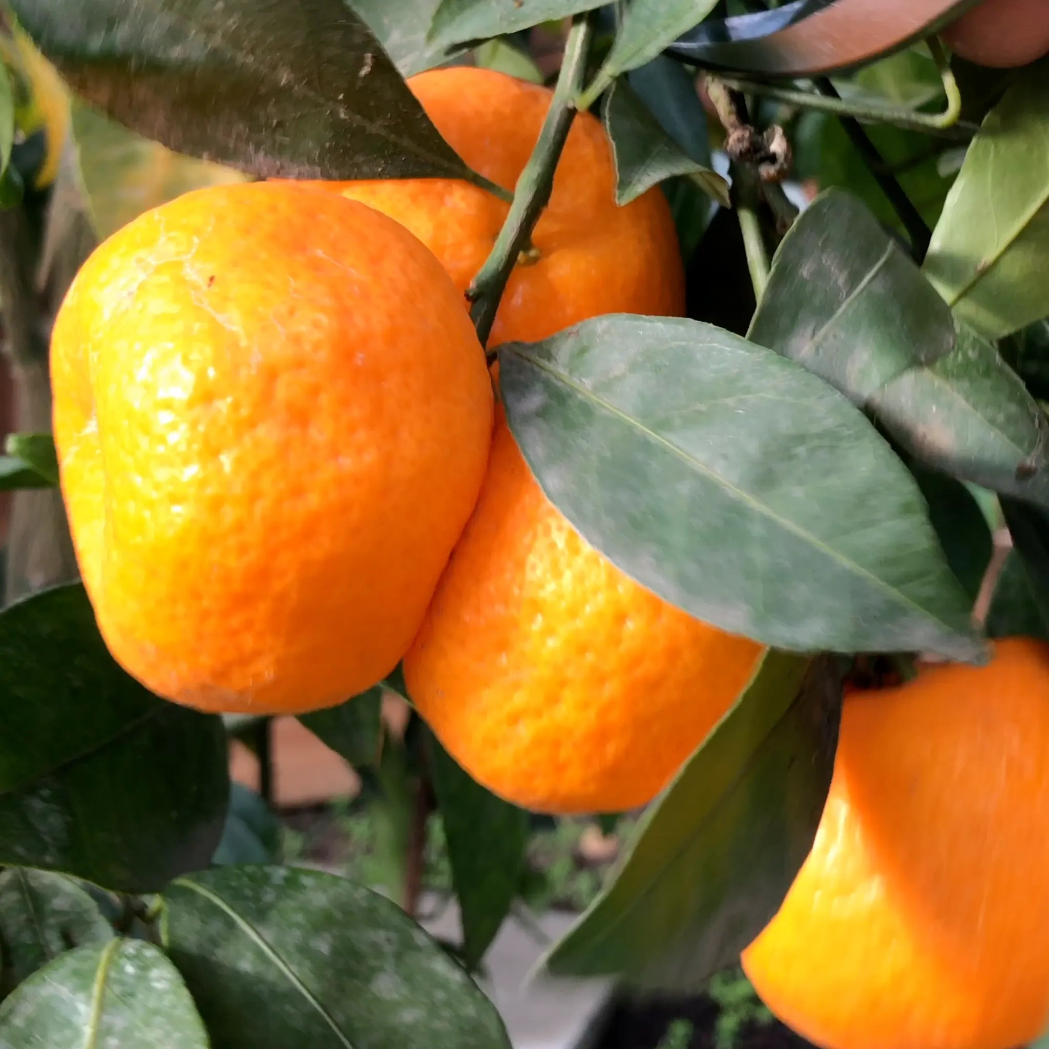 Seedless Kishu Mandarin Orange Tree