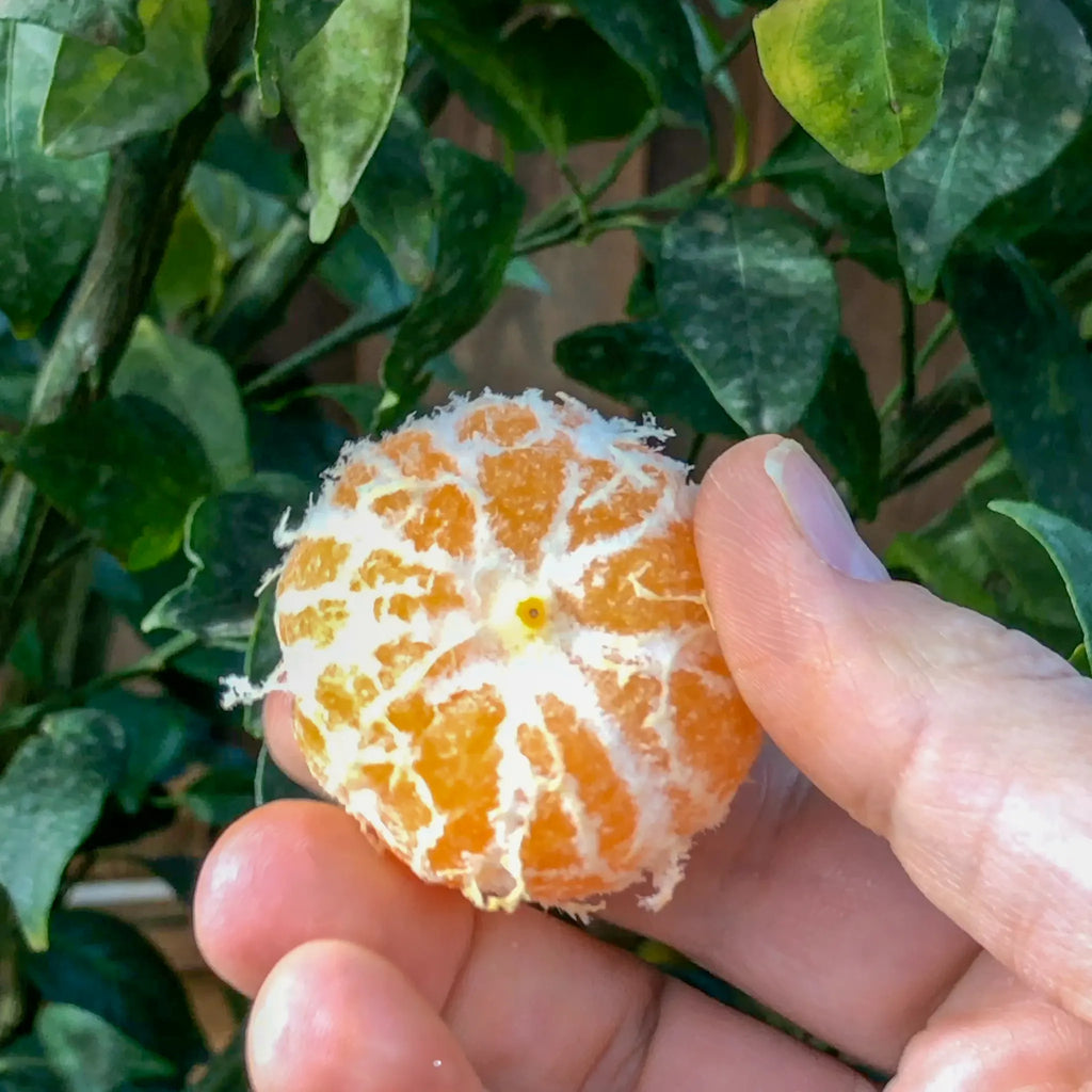 Seedless Kishu Mandarin Orange Tree