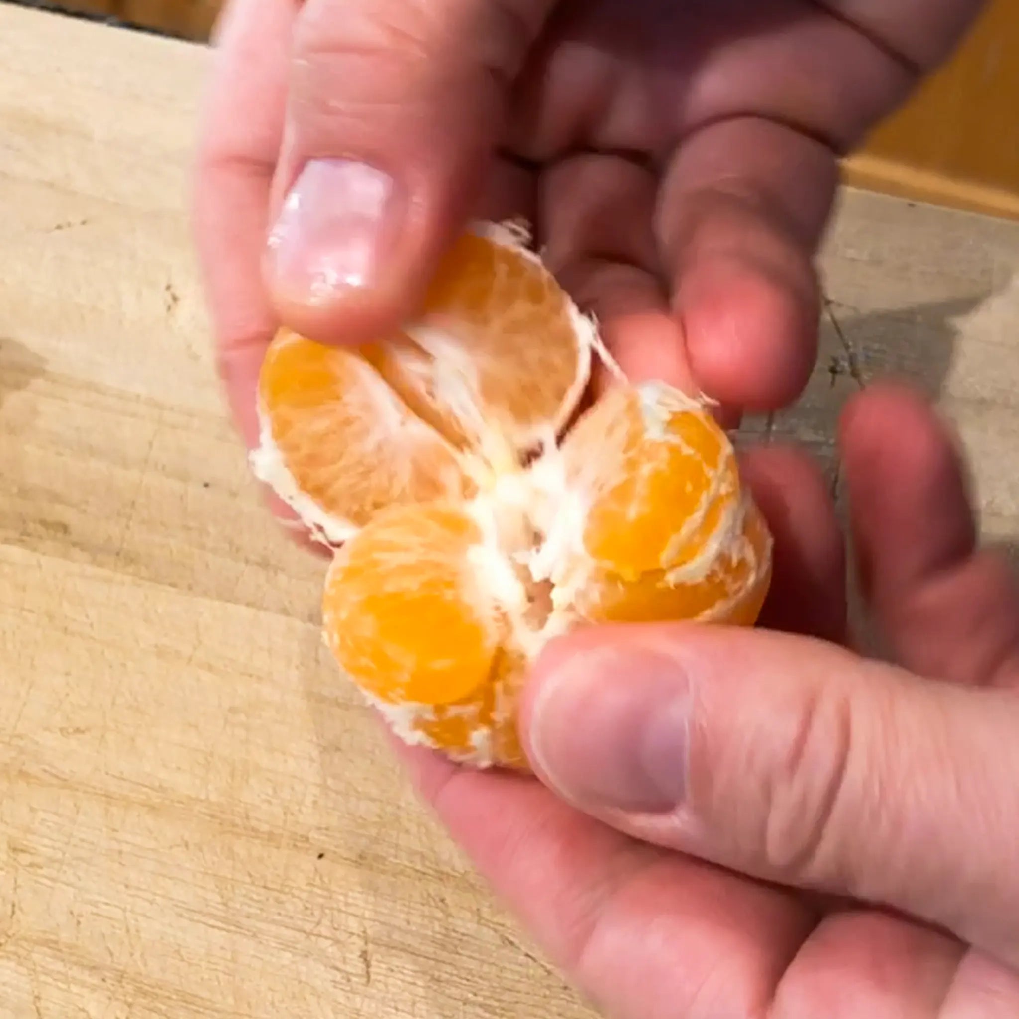 Seedless Kishu Mandarin Orange Tree