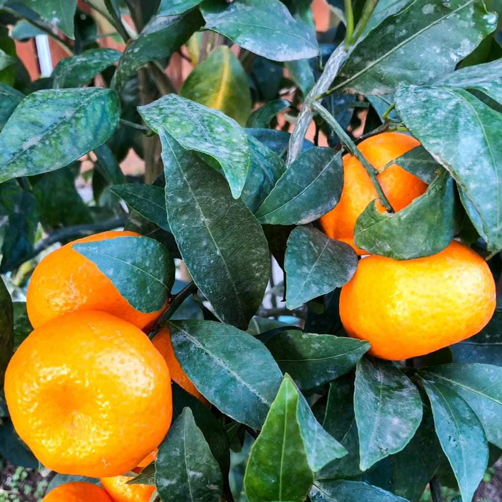 Seedless Kishu Mandarin Orange Tree