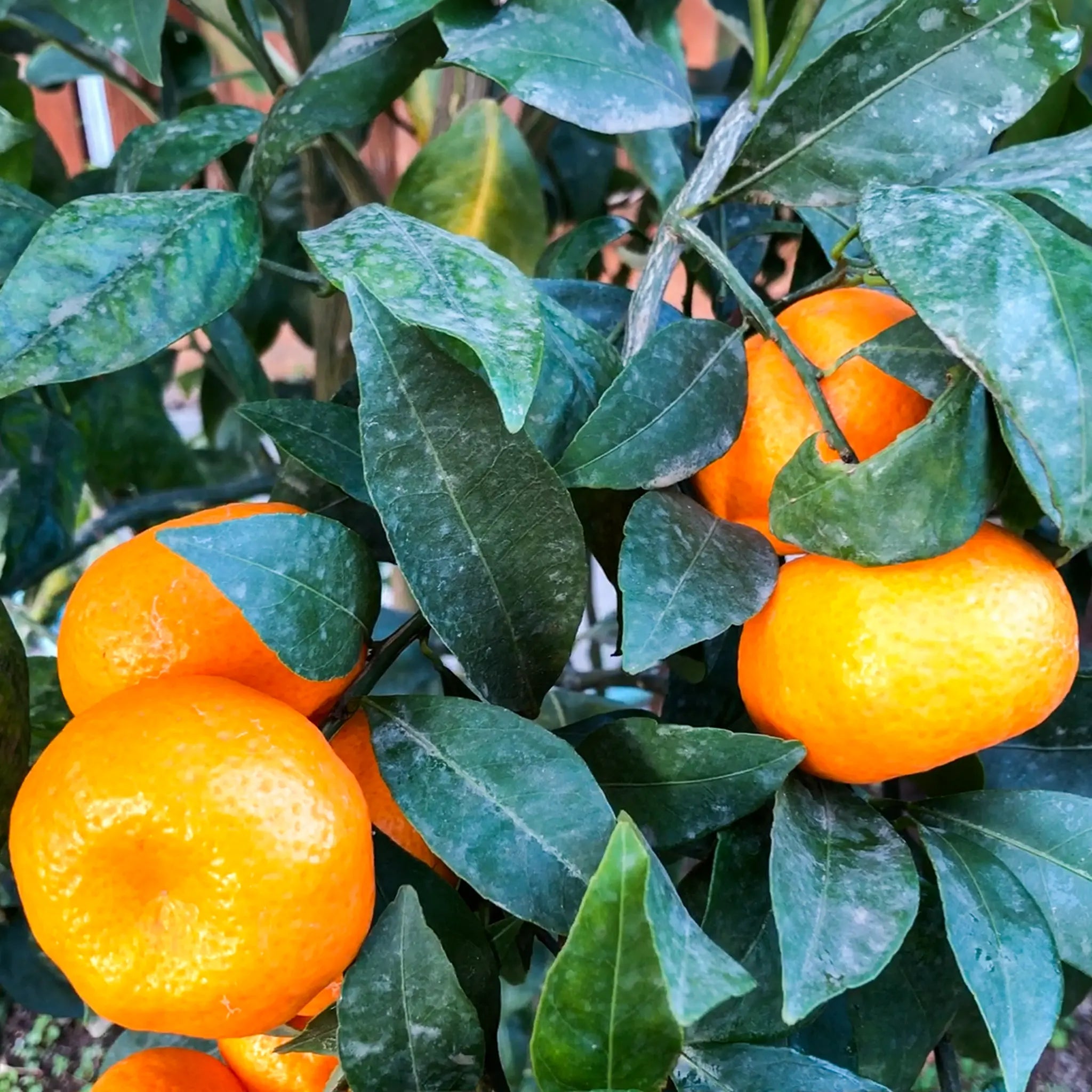 Seedless Kishu Mandarin Orange Tree