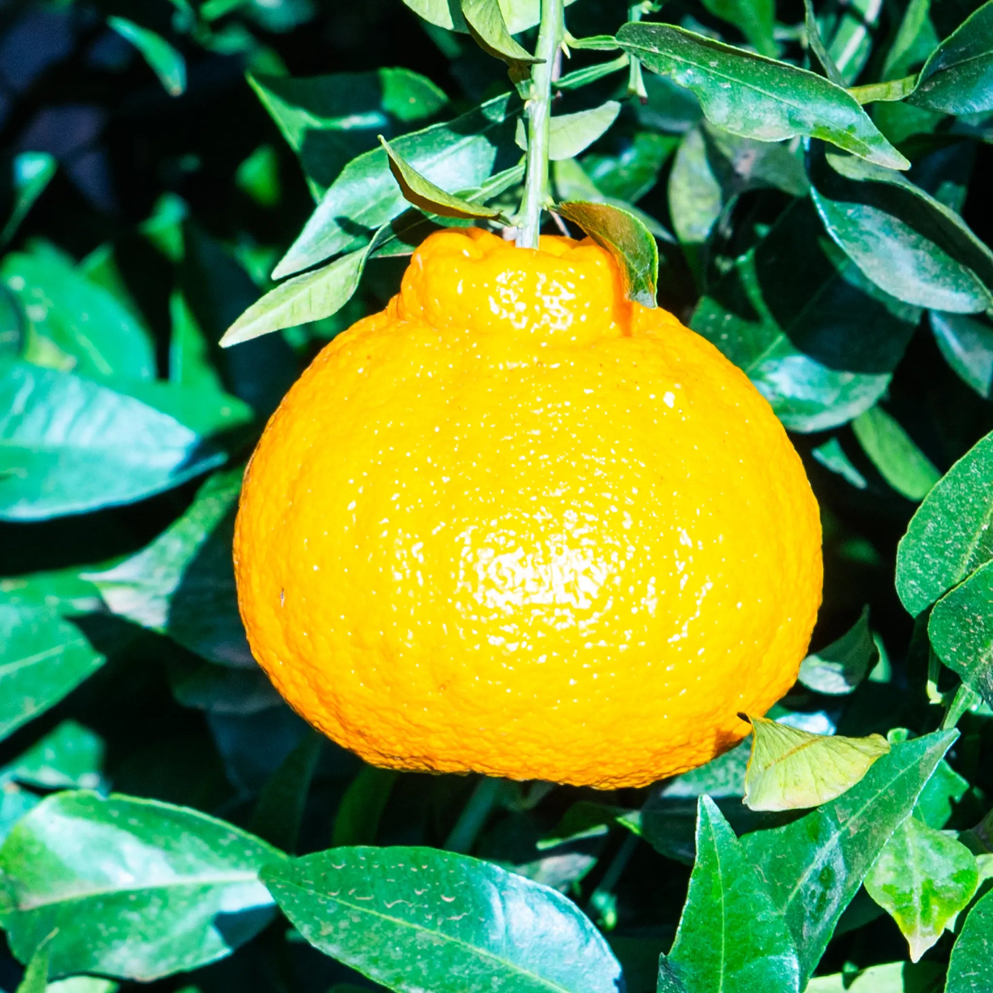 Shiranui Mandarin Orange Tree