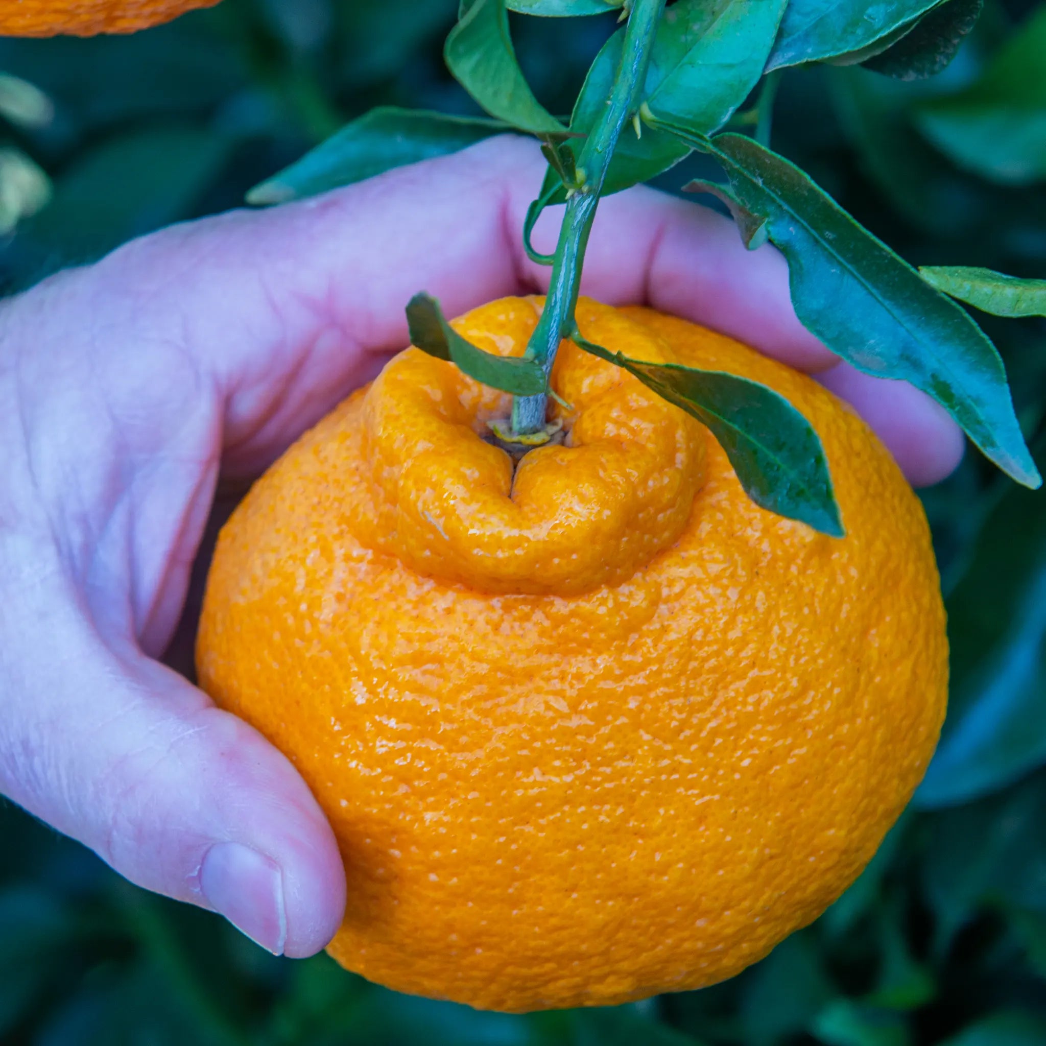 Shiranui Mandarin Orange Tree